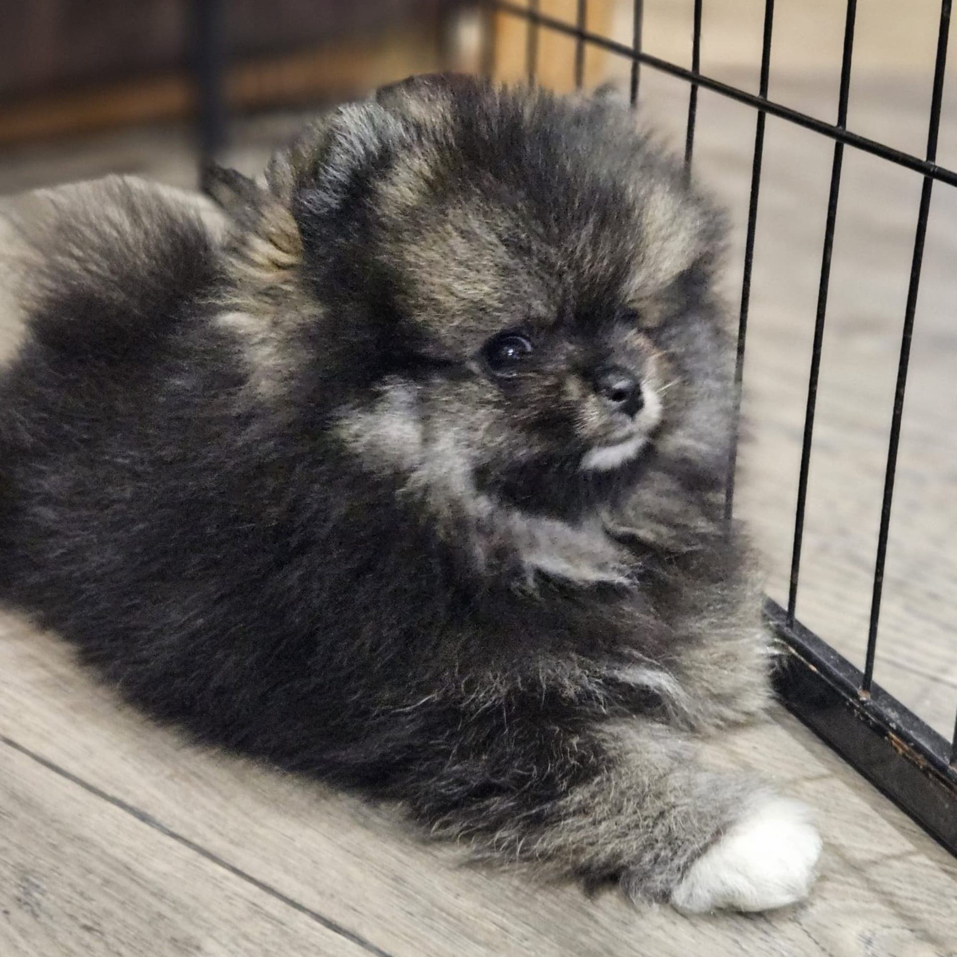 Bear Valley Puppies