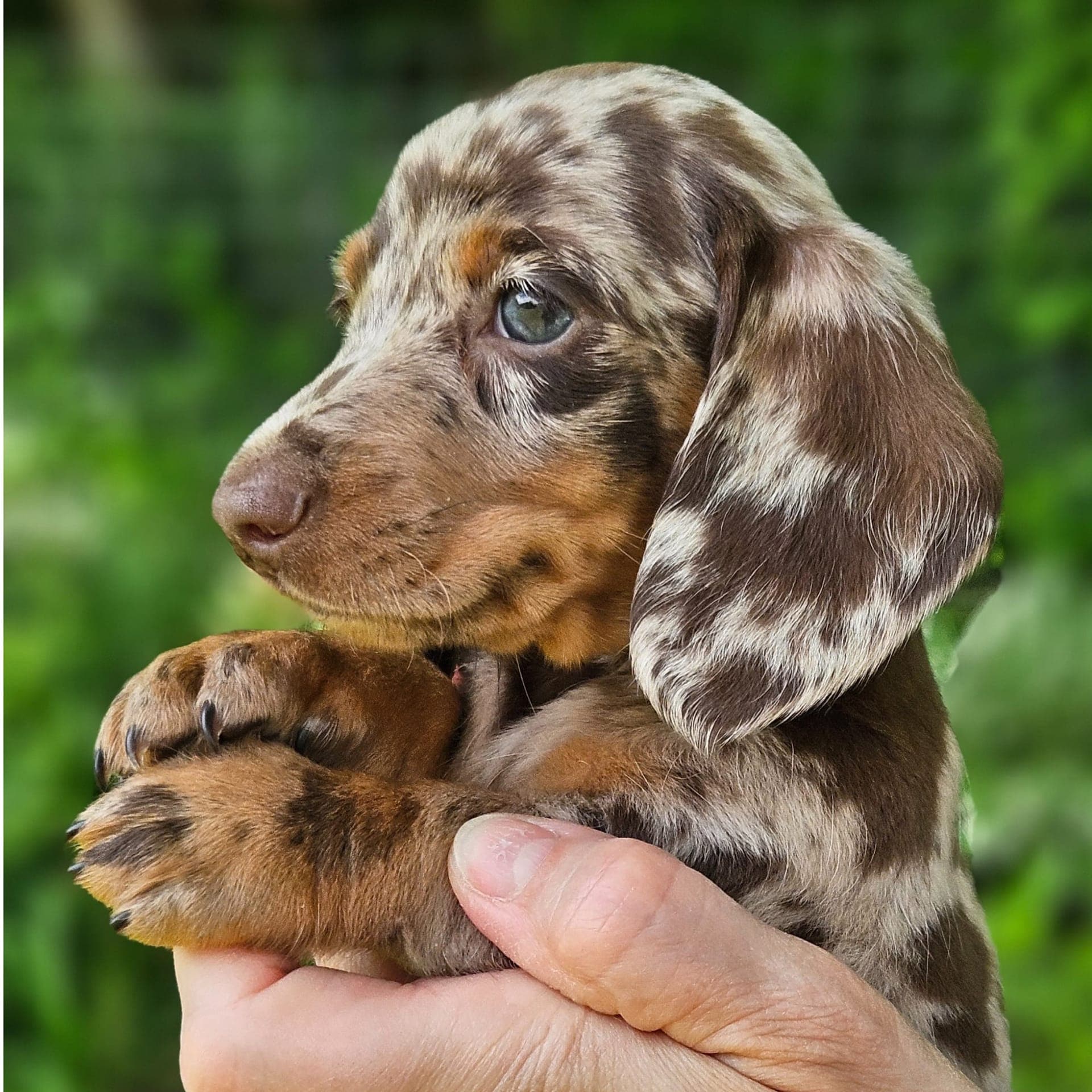 Bear Valley Puppies