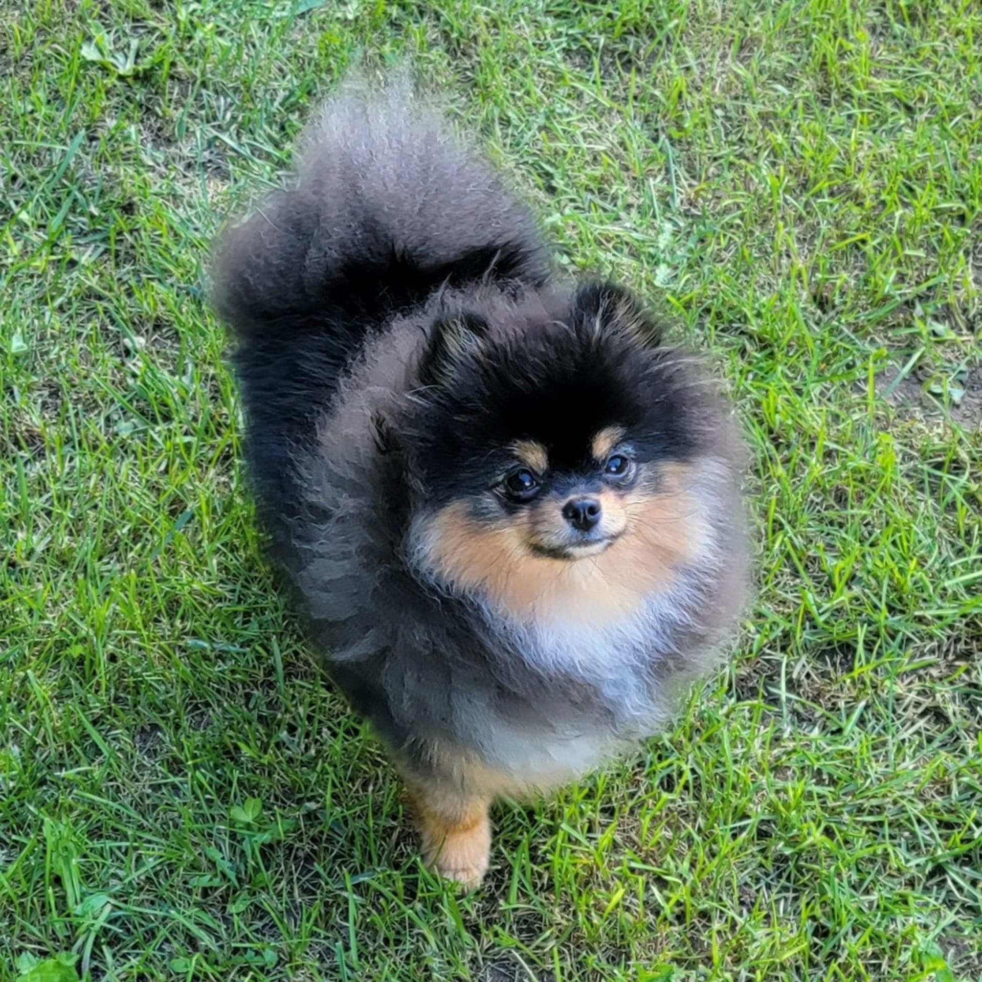 Black & Tan Pomeranian