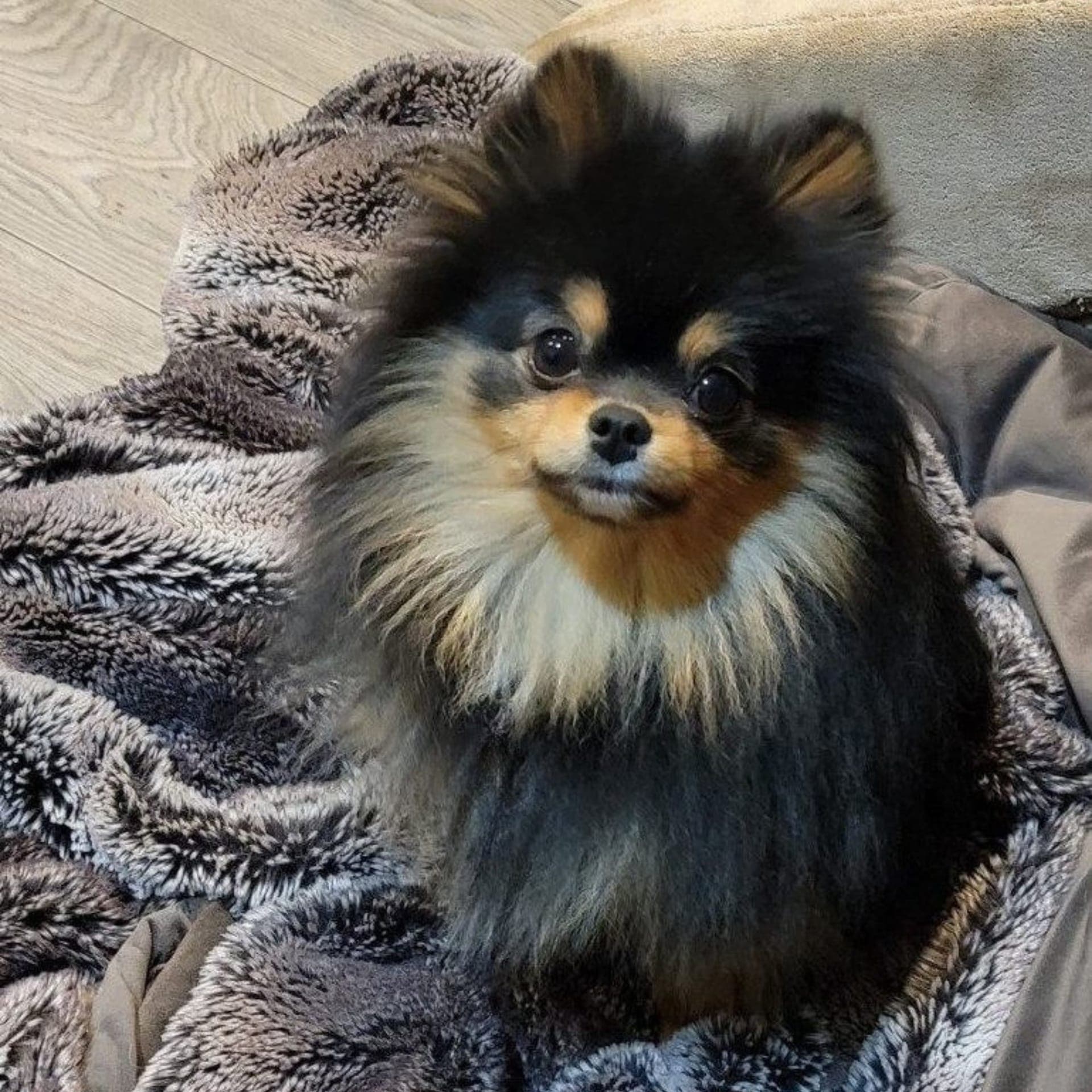 Black & Tan Pomeranian