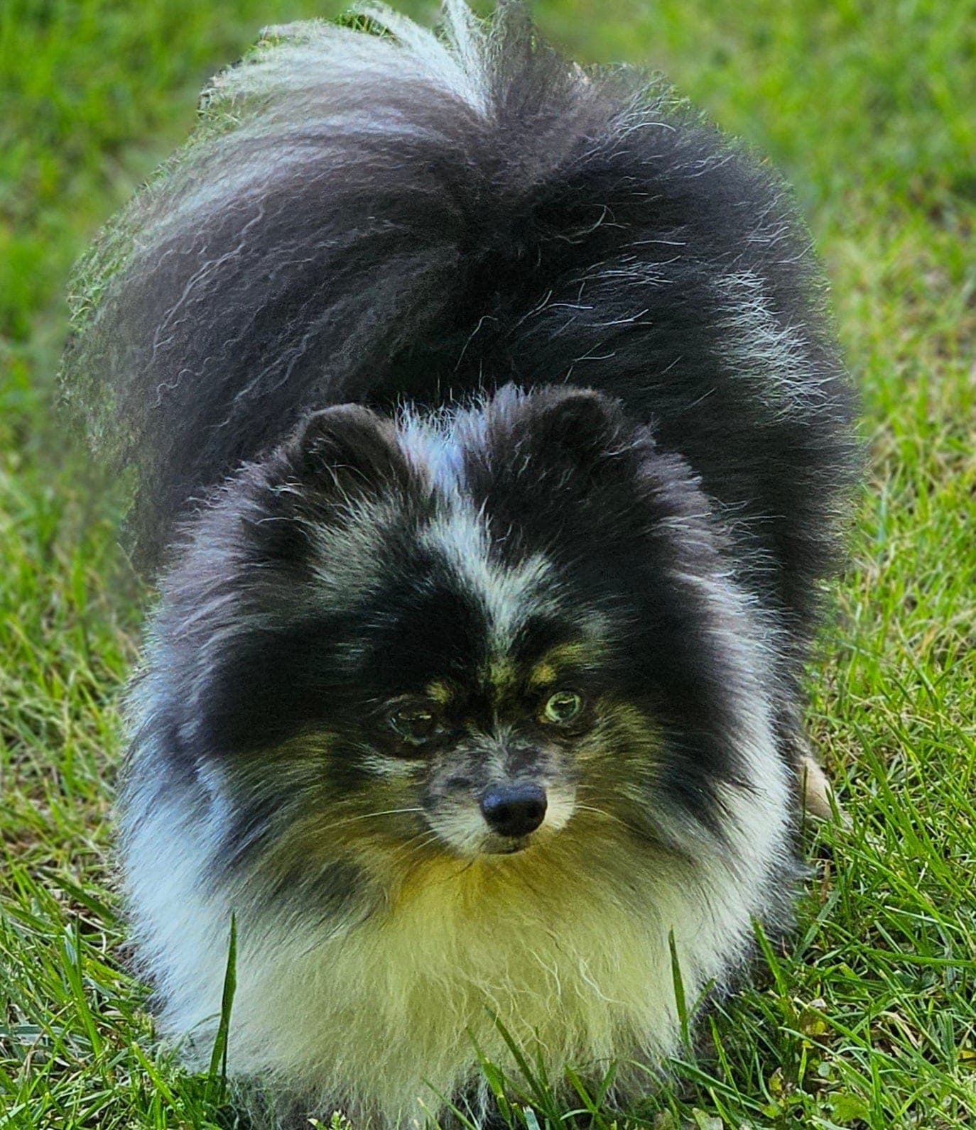 Blue Merle Pomeranian