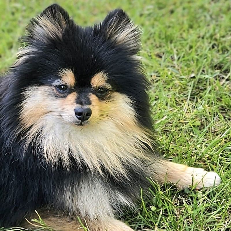 Black & Tan Pomeranian