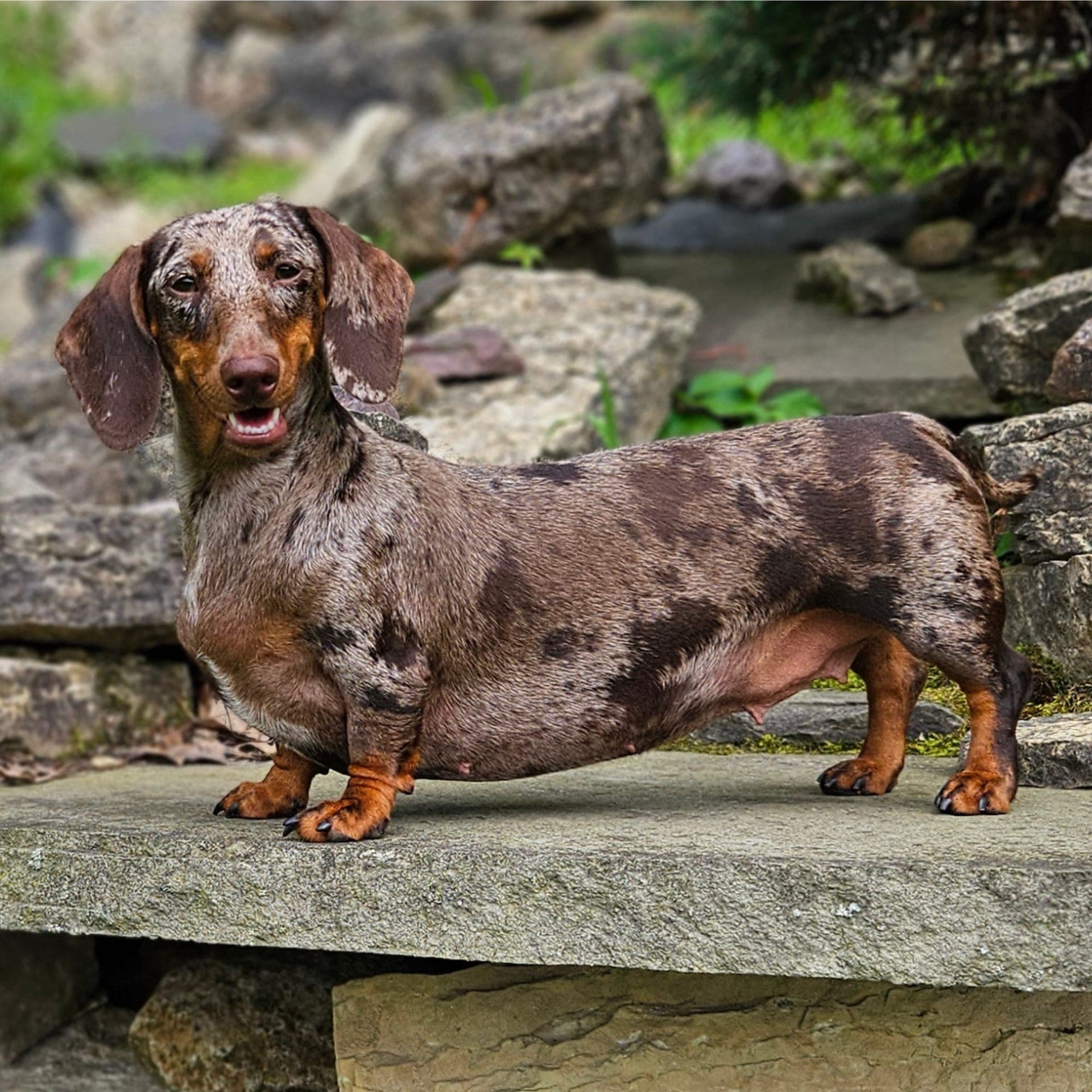 Chocolate Dapple Dachshund