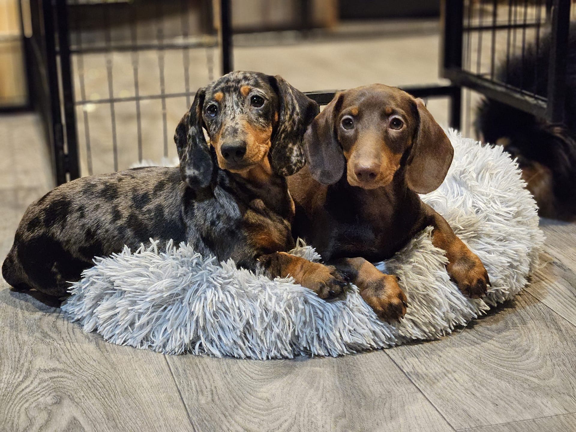 Bear Valley Dachshund
