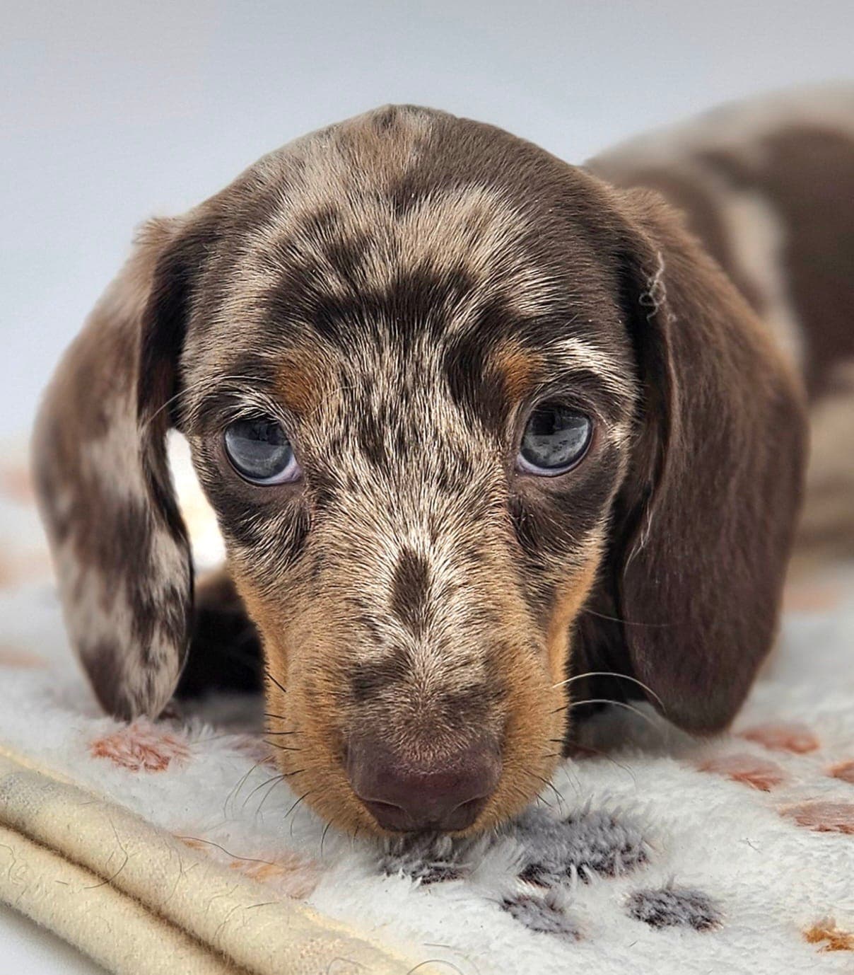 Bear Valley Dachshund