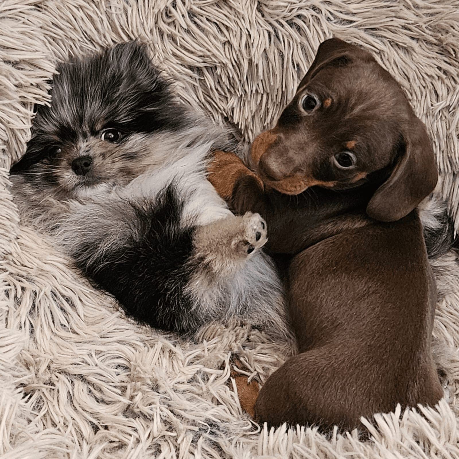 A Pomeranian and a Dachshund puppy snuggled together