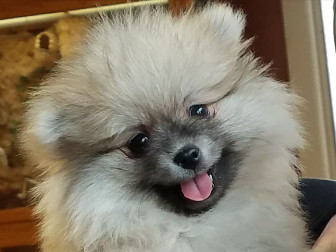 Bear Valley Pomeranian