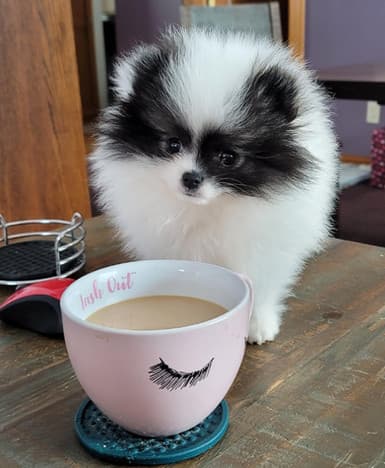 Bear Valley Pomeranian