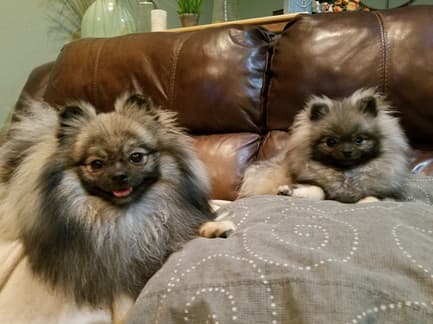 Bear Valley Pomeranian