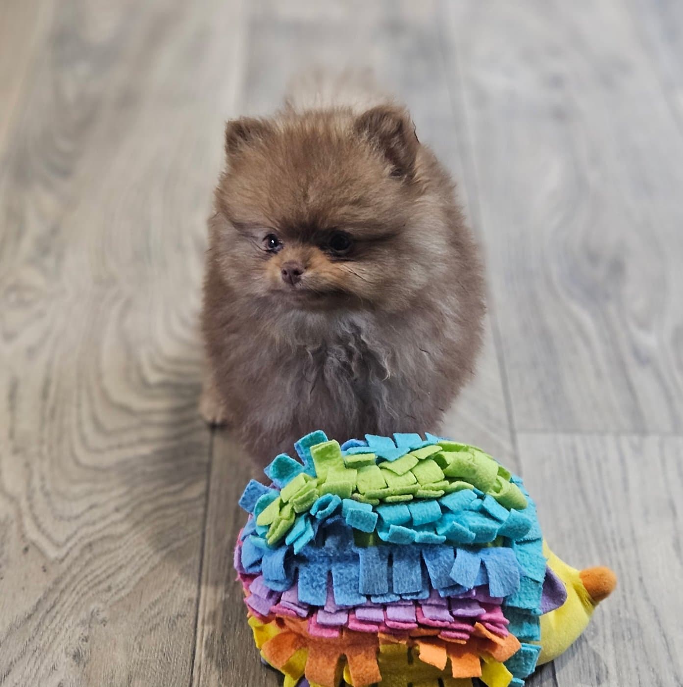 Chocolate and tan Pomeranian puppy at Bear Valley Puppies