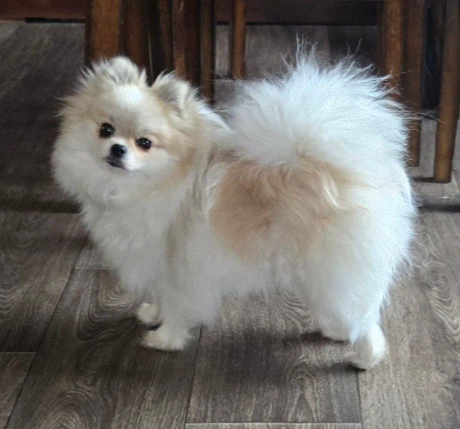 SUKI photo