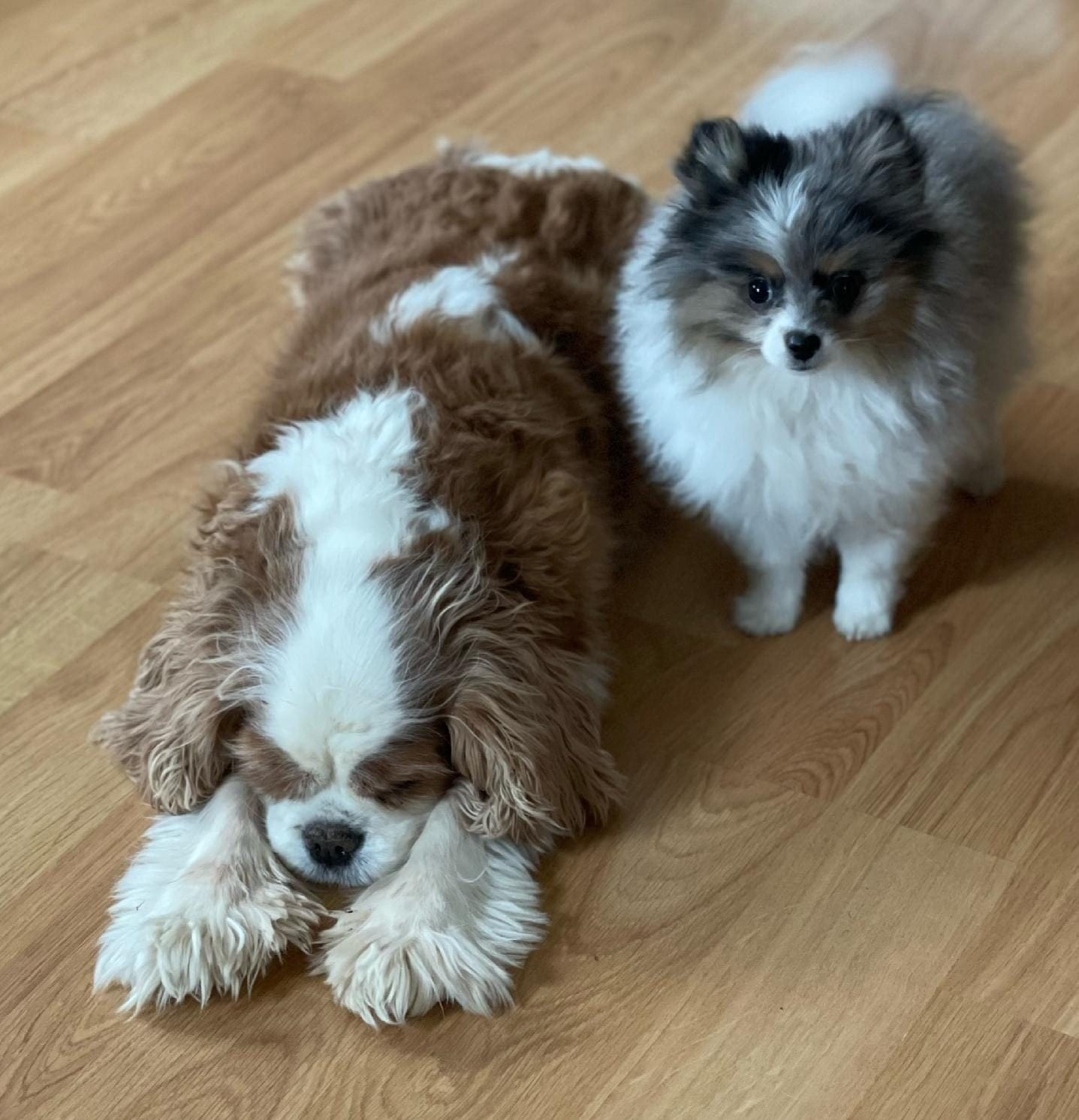Coco and Blue Merle (Luna)