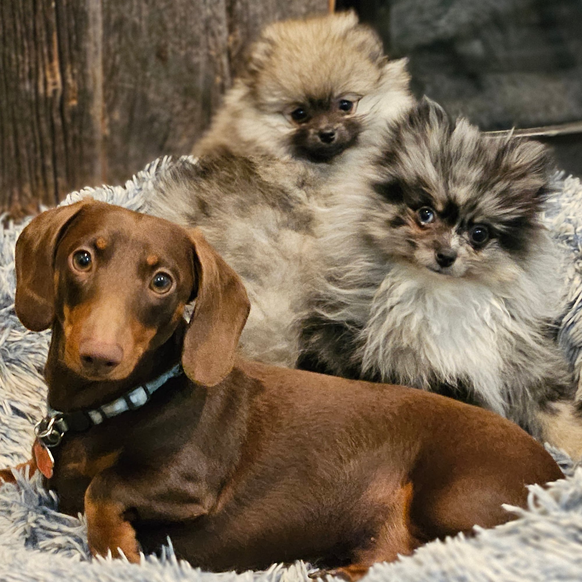 Rhett with Two Pom Puppies
