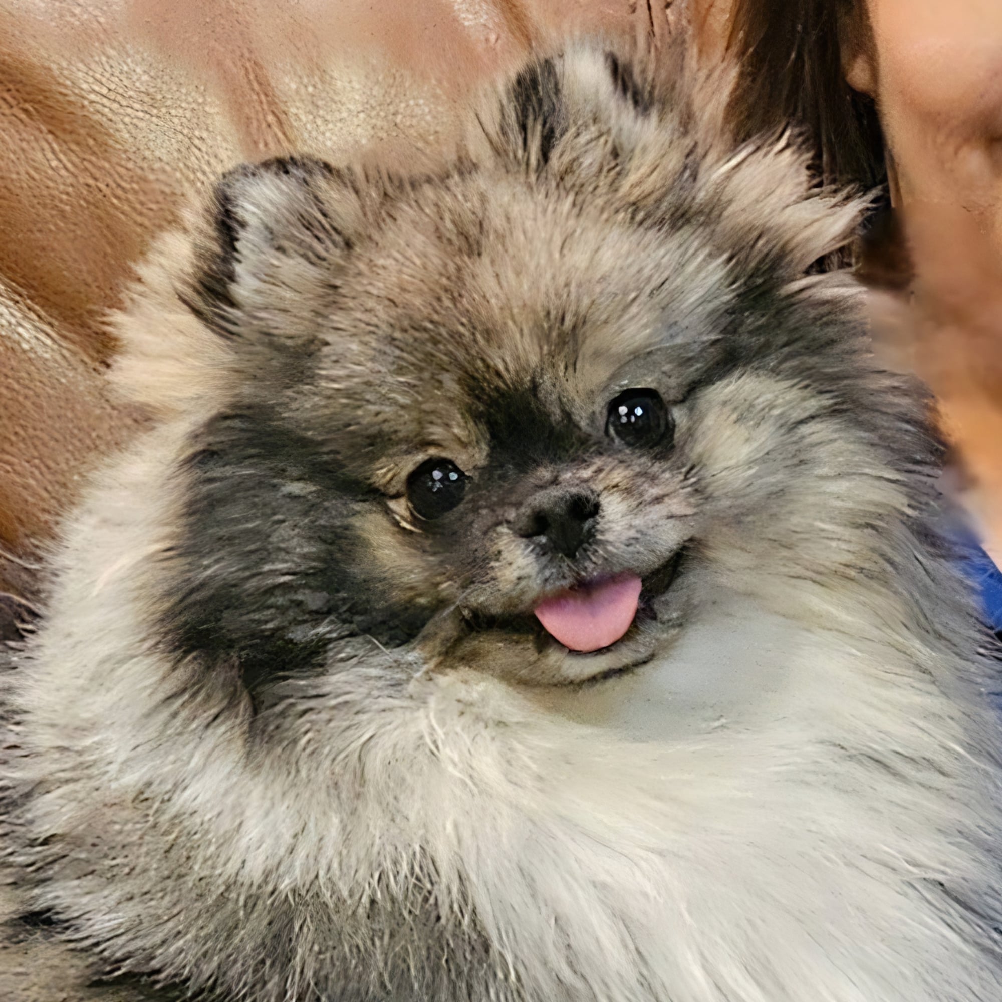 Blue Merle (Coco)