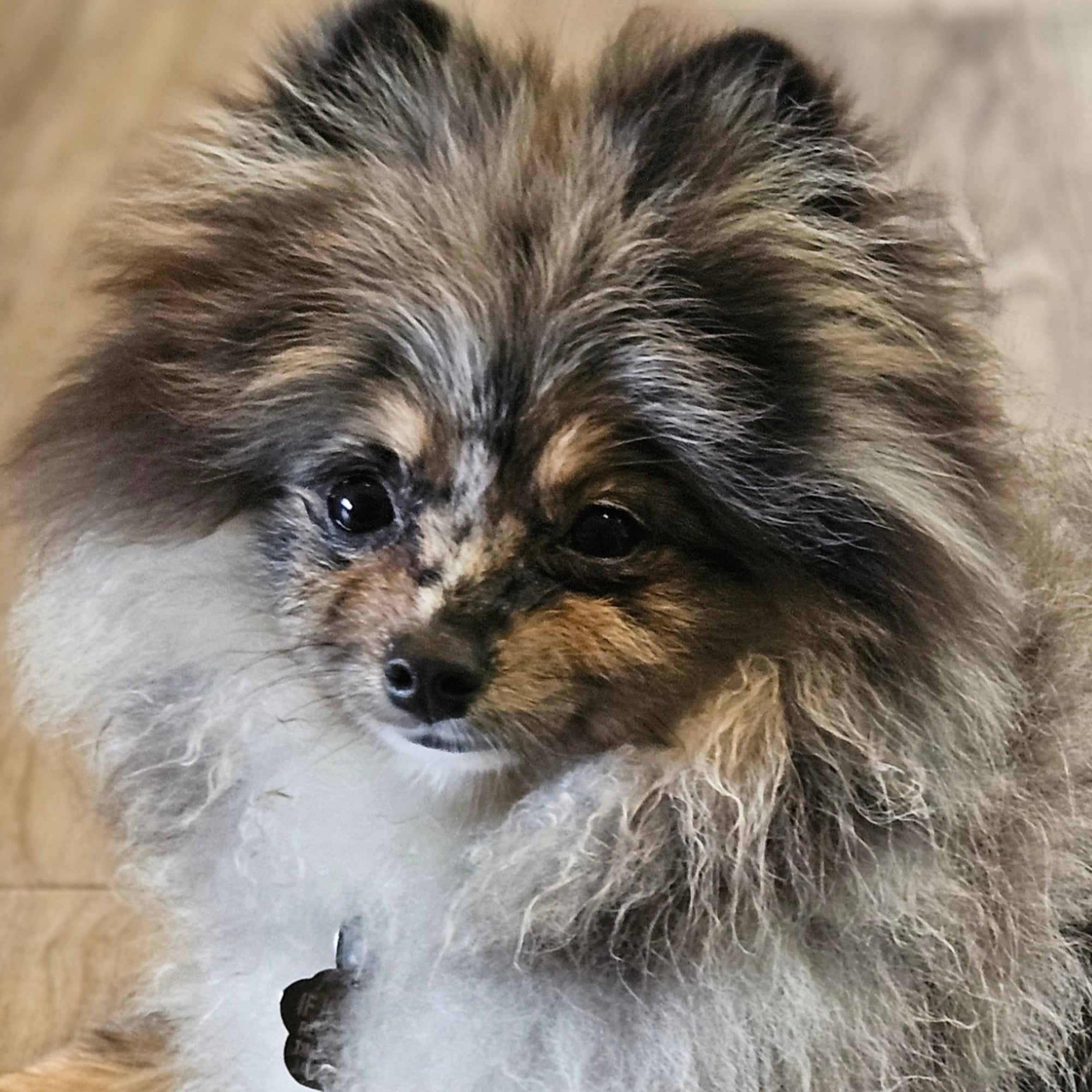 Blue Merle