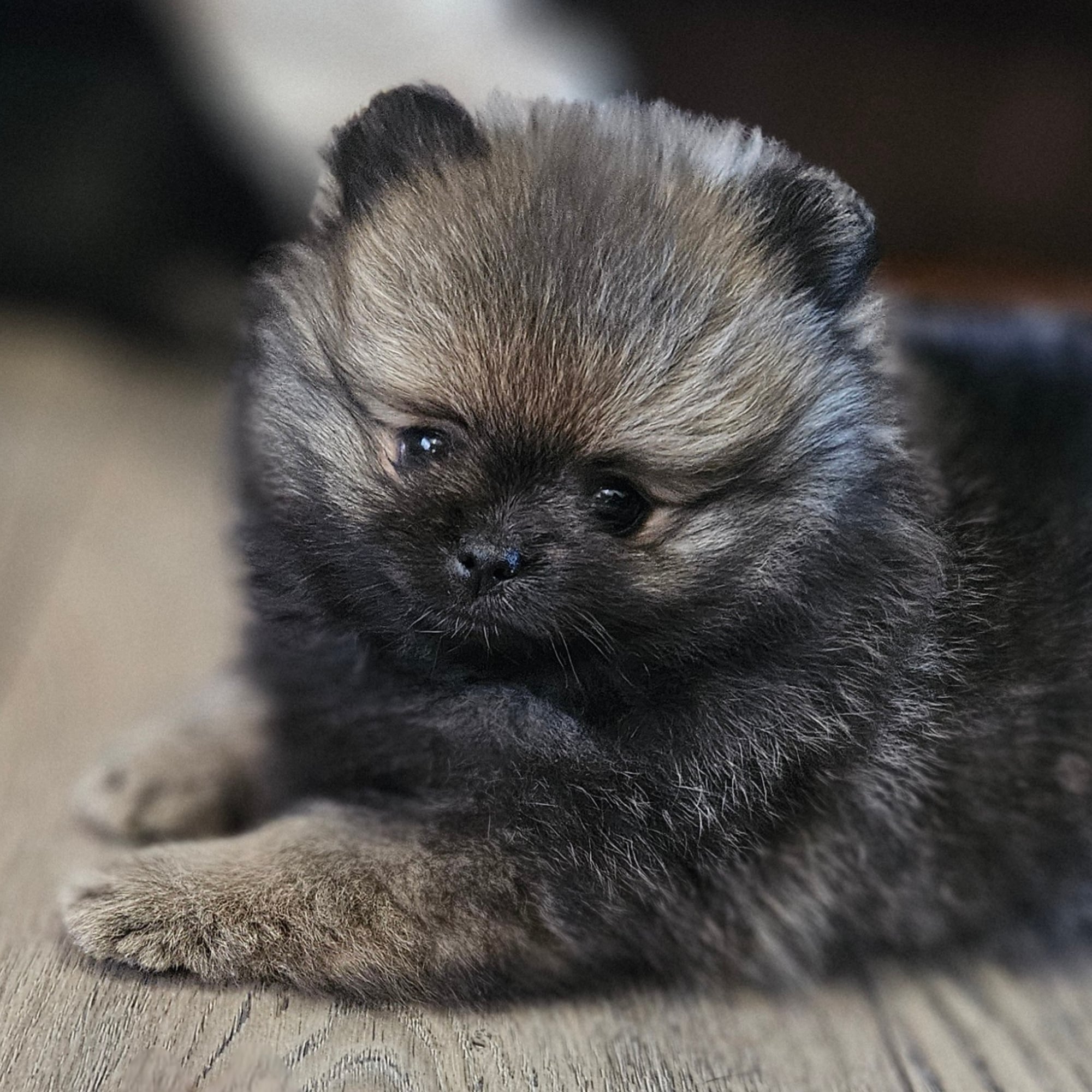 Sable
