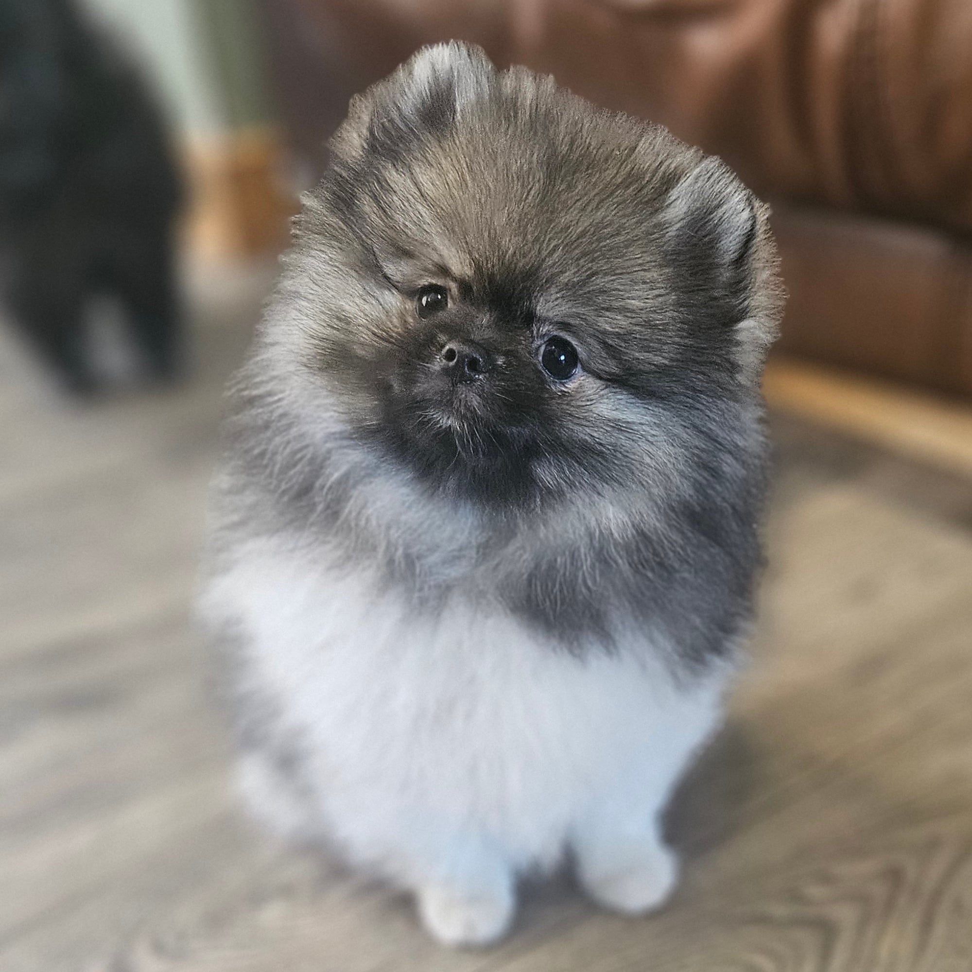 Wolf Sable Parti (Oliver)