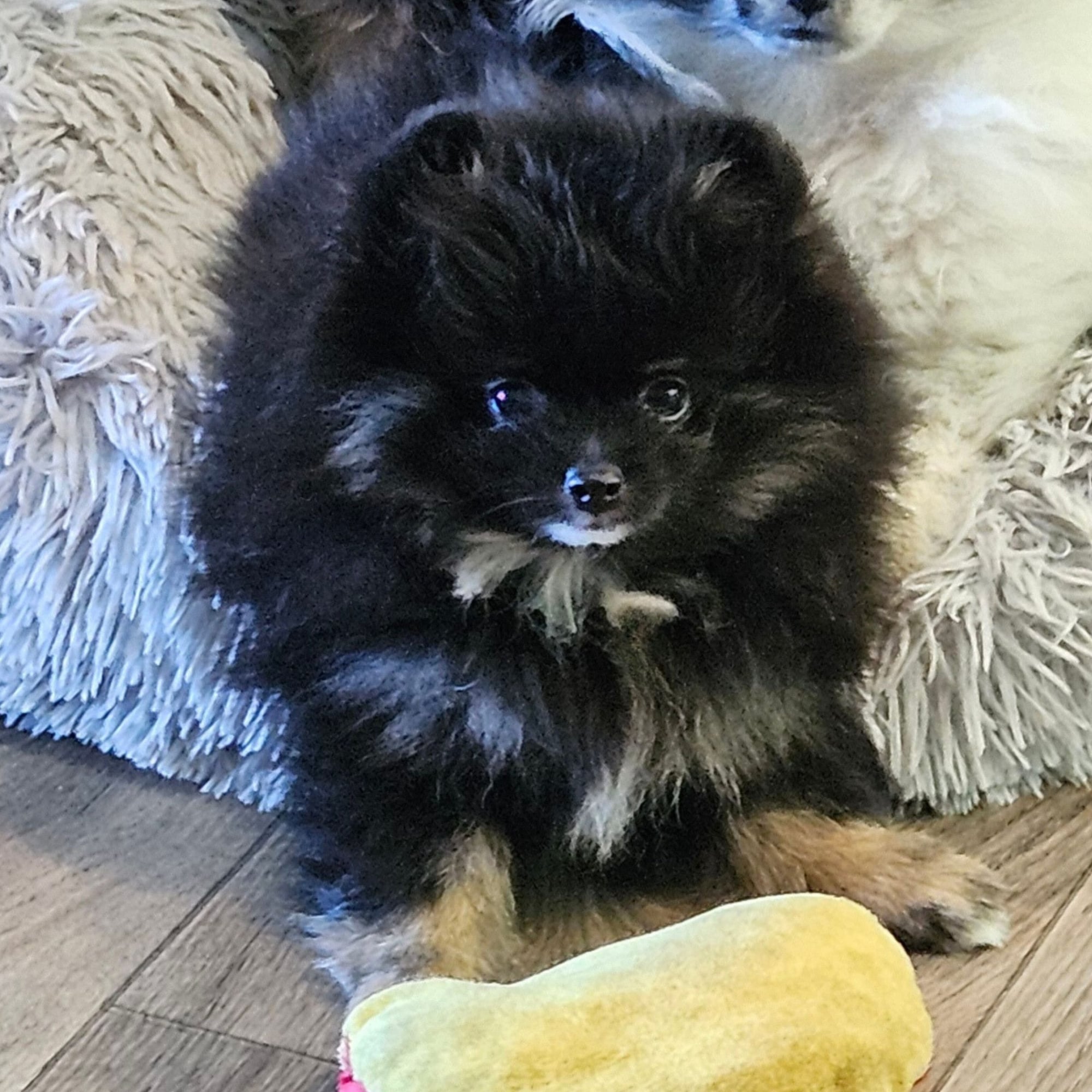 Black & Tan Puppy