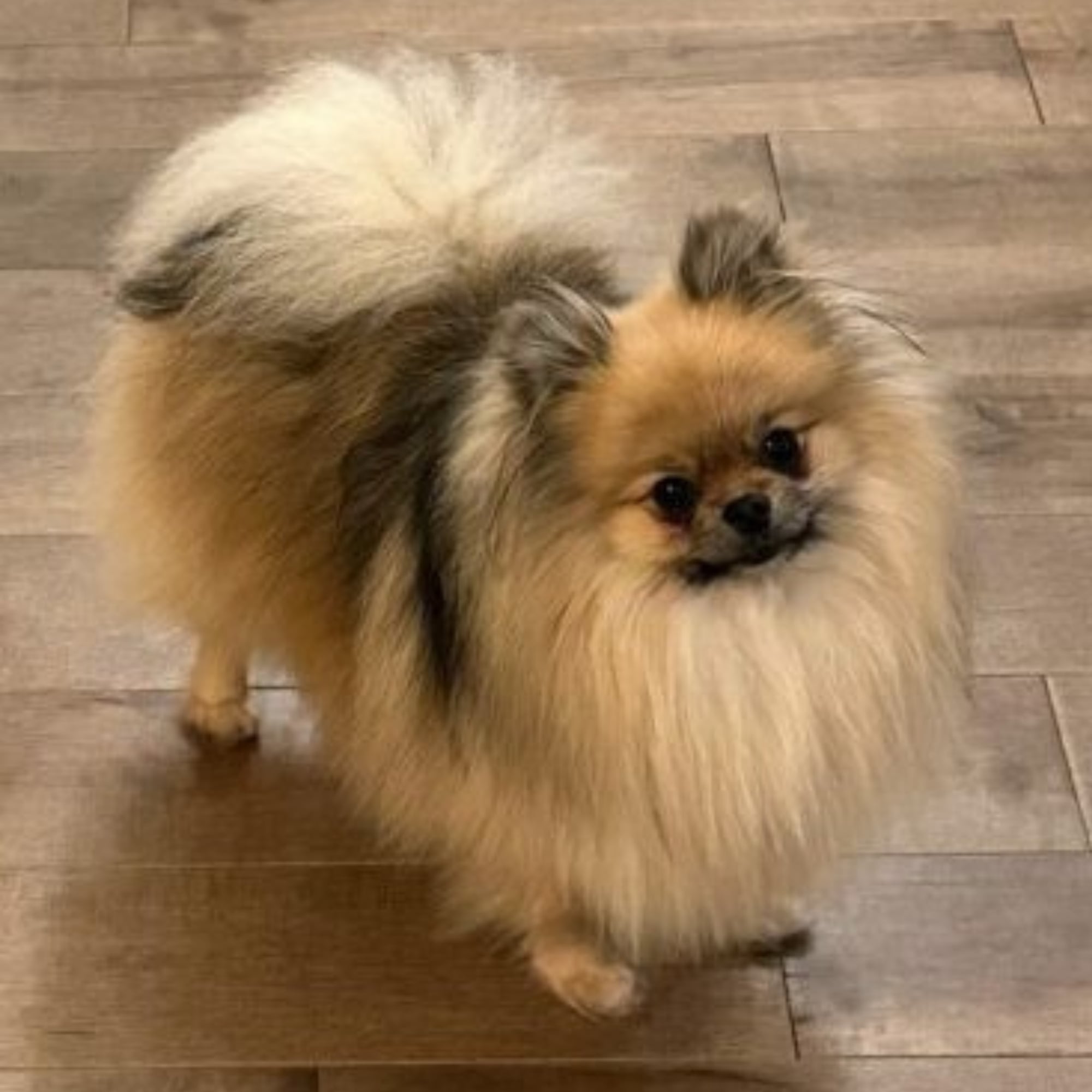 Sable (Stuart)