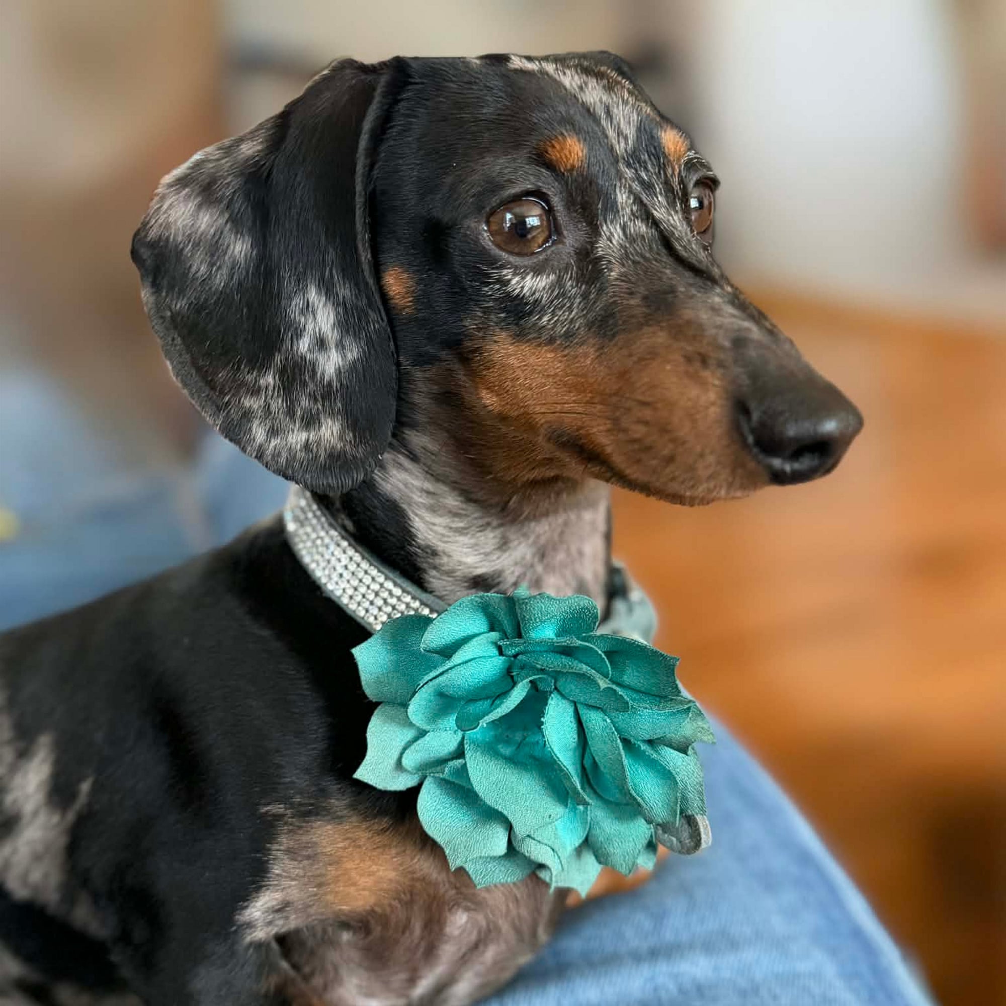 Diamond (Black & Tan Dapple)