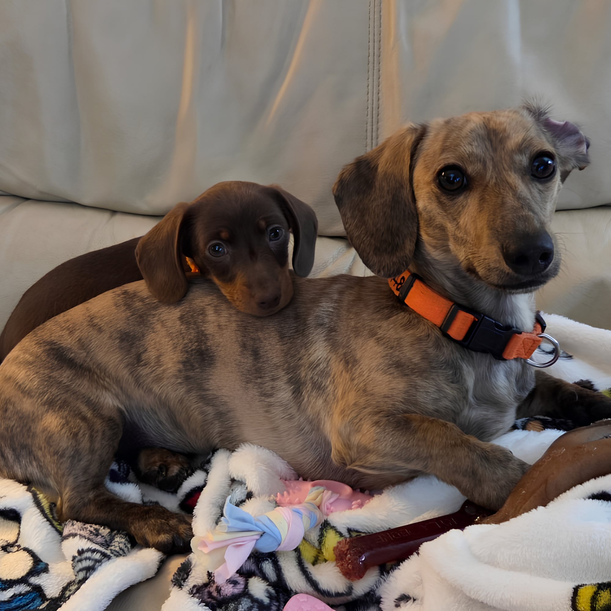 Chocolate & Tan and a Brindle (Gabby & Brynn)