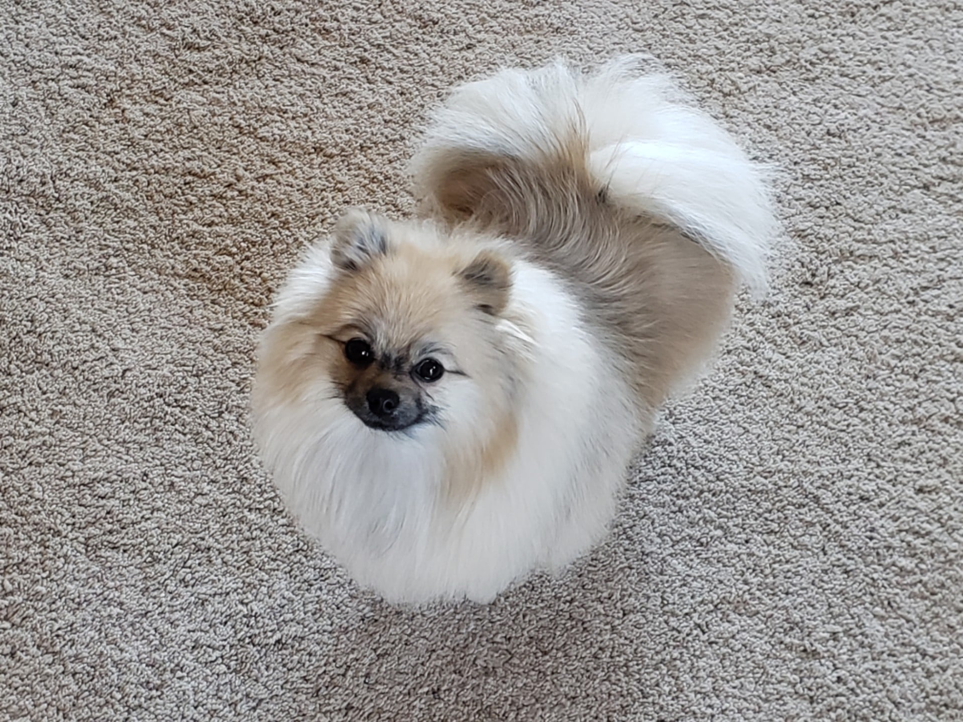 Sable