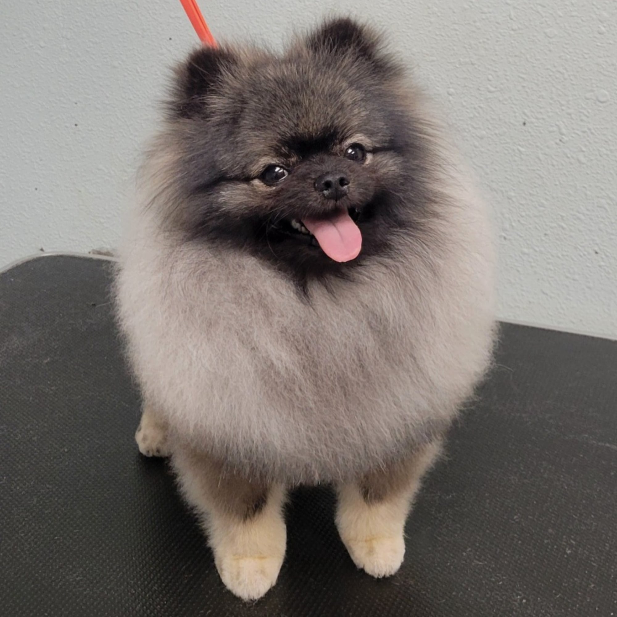 Wolf Sable (Ozzy)