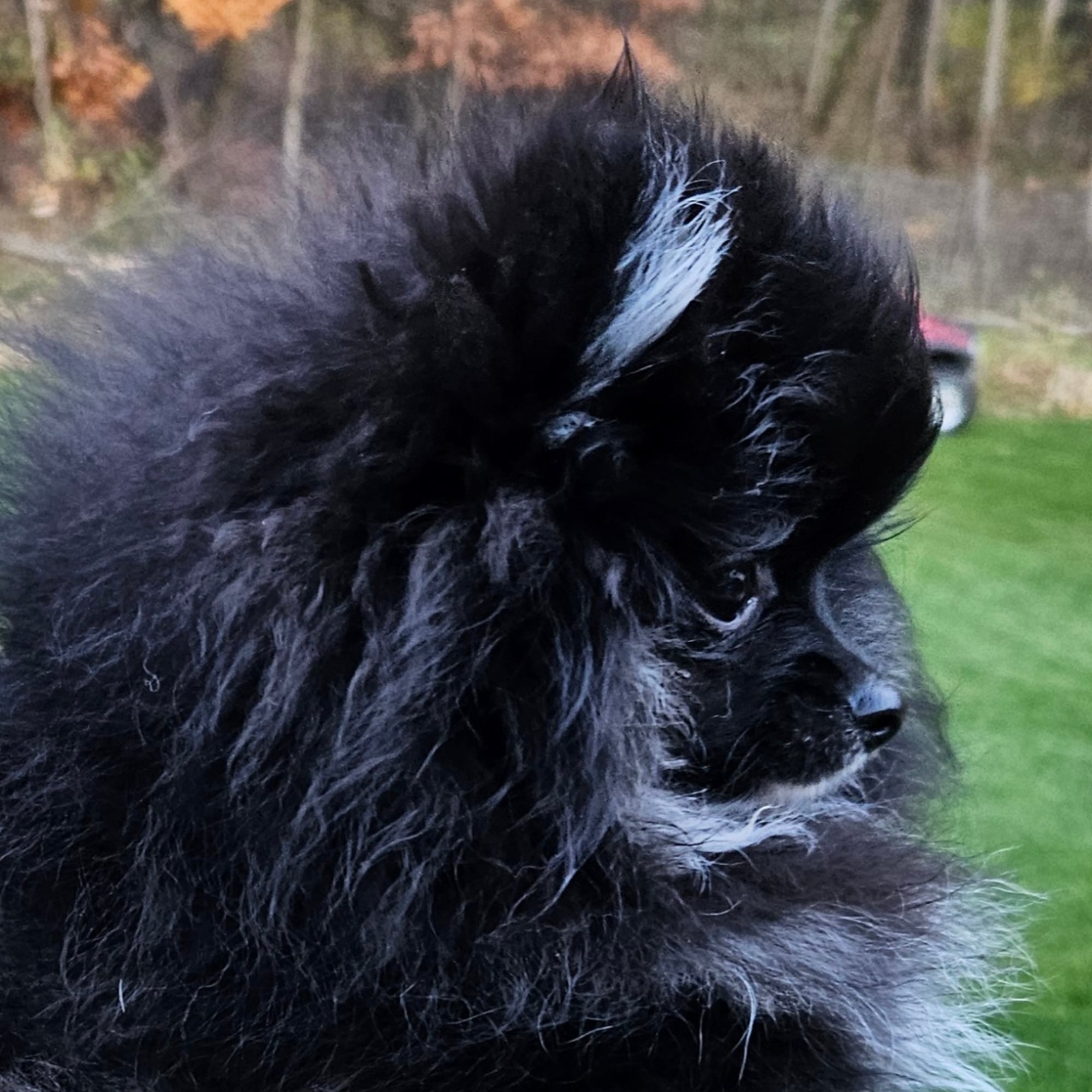 Black & Tan