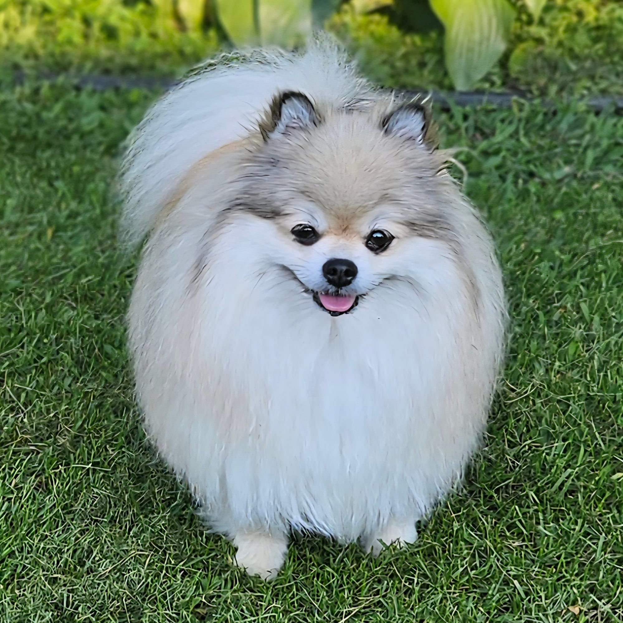 Cream Sable (Coco)