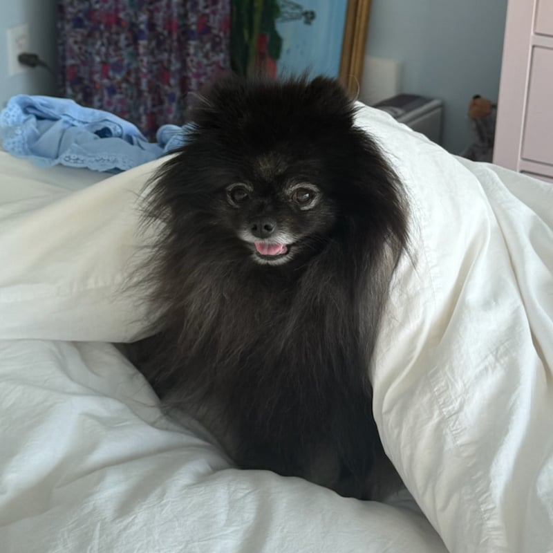 Wolf Sable (Lily)