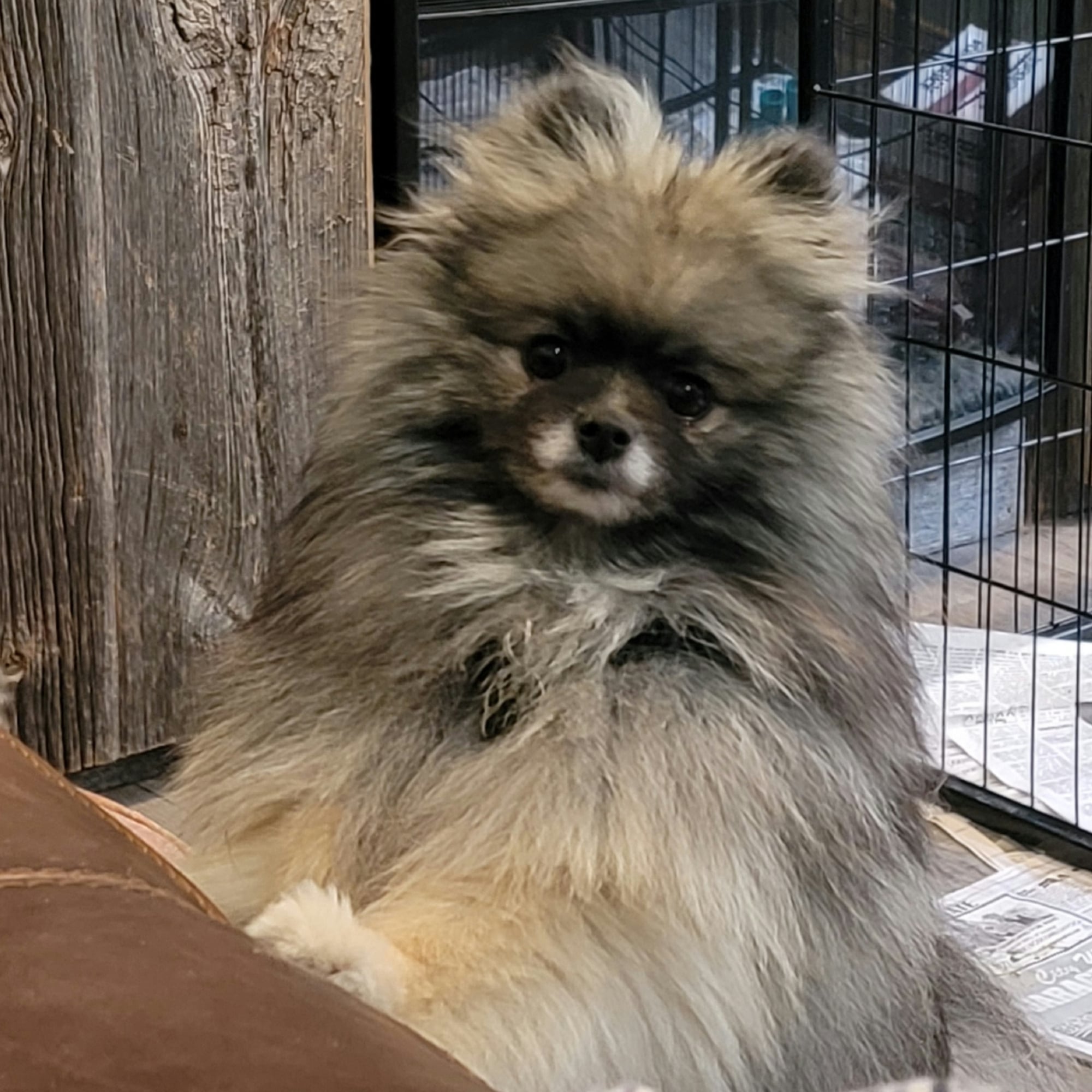 Wolf Sable (Silver Belle)