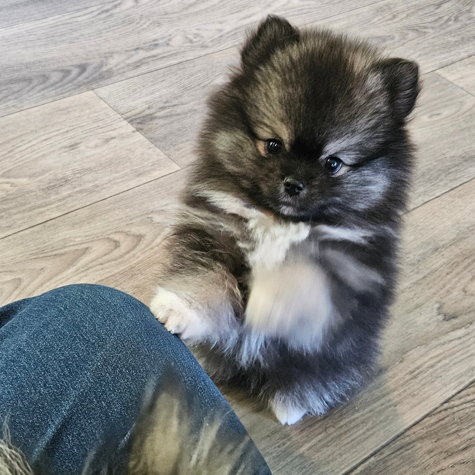 Wolf Sable Puppy