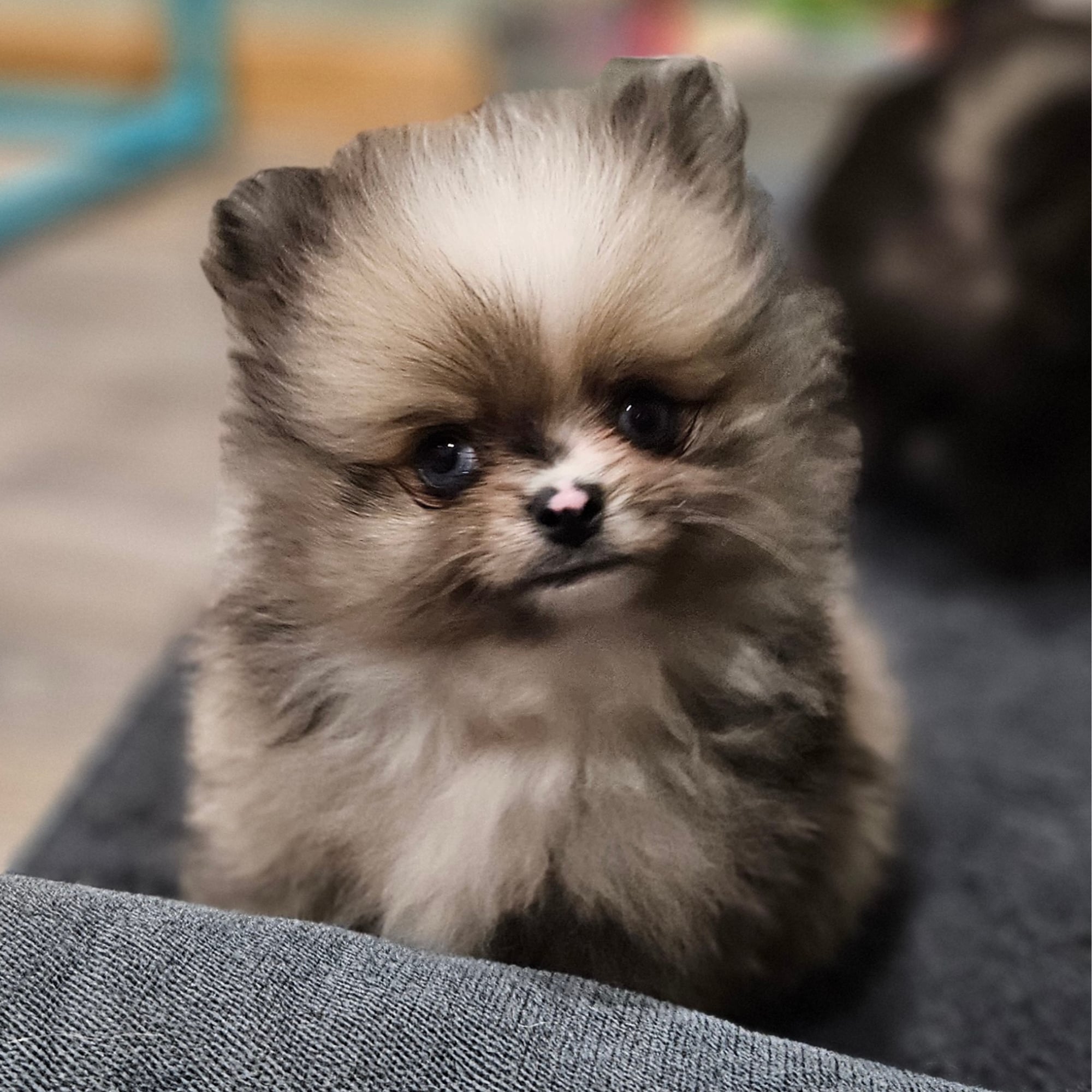 Blue Merle Puppy