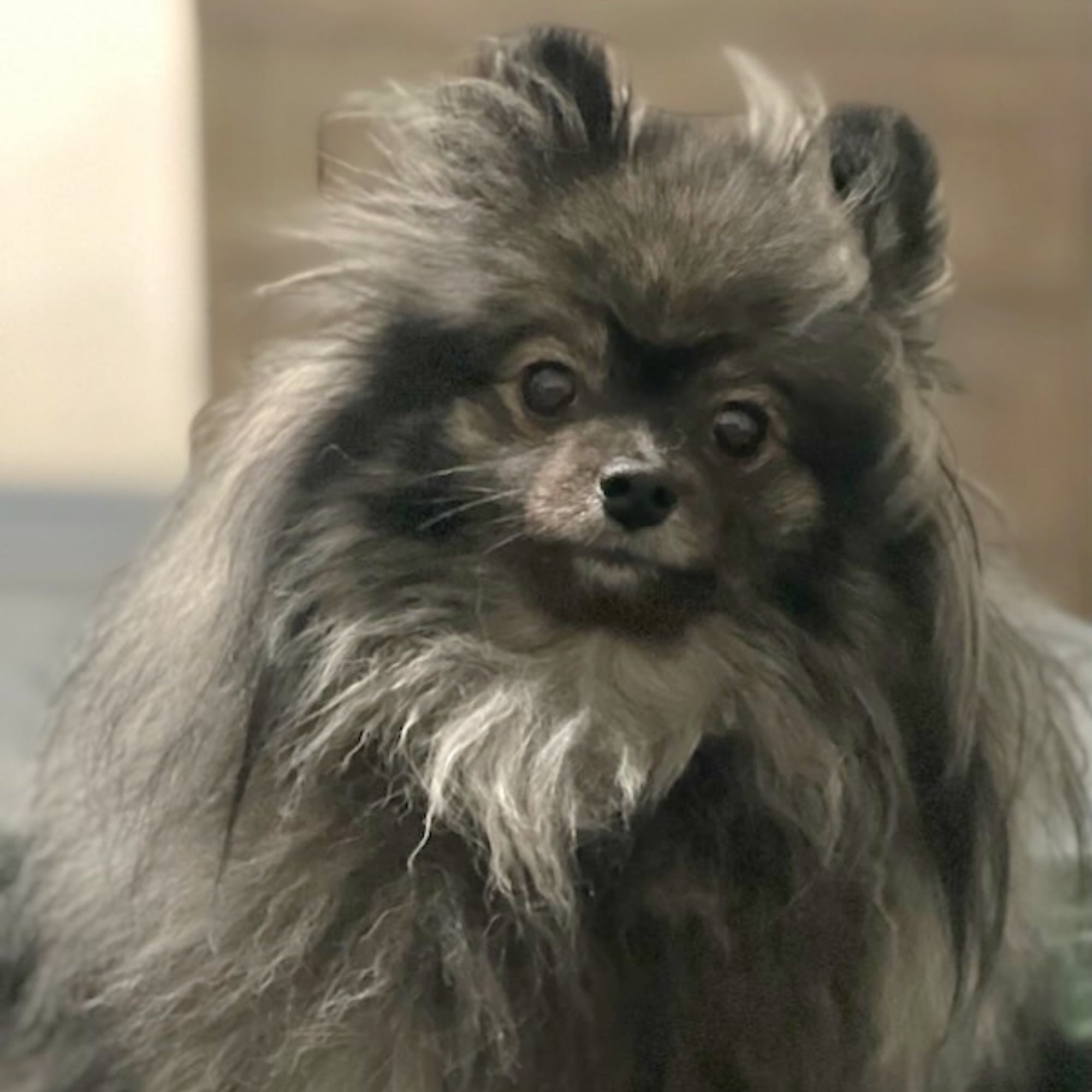Wolf Sable (Mishka)