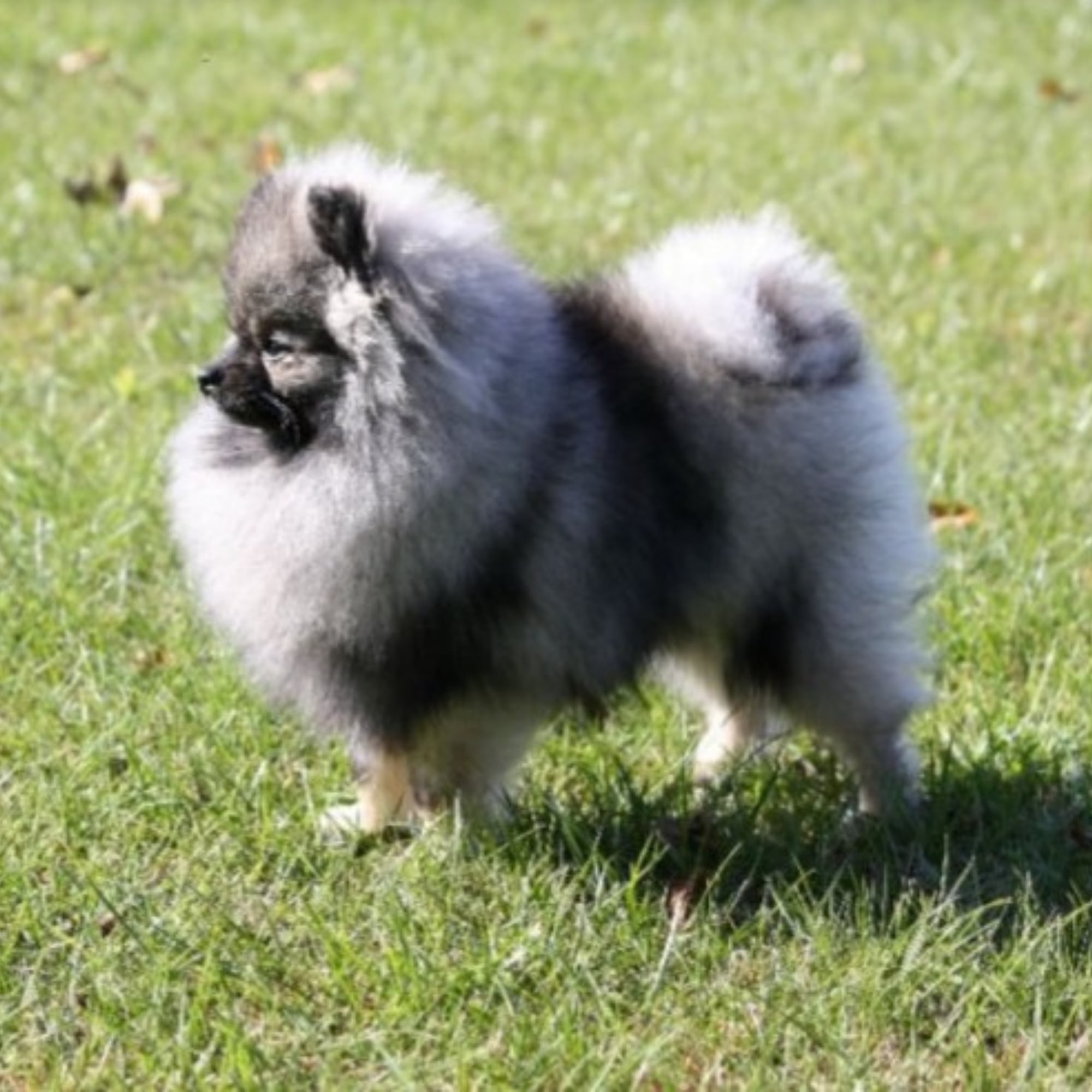 Wolf Sable (DaVinci)