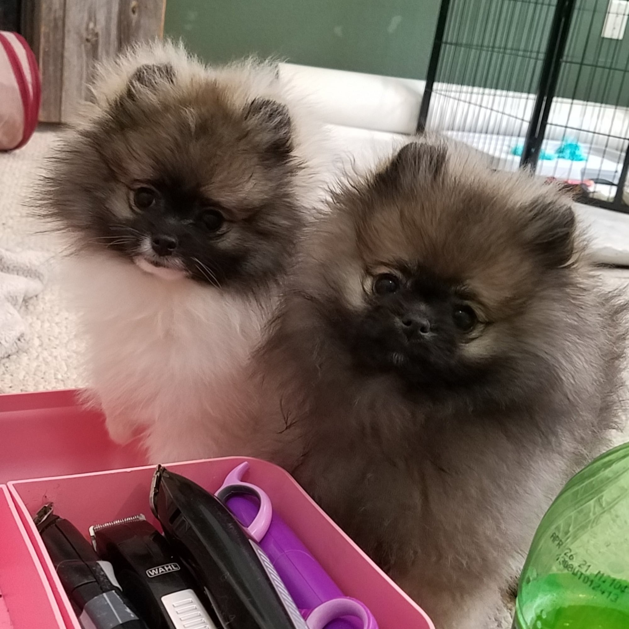Parti & Sable (Artemis, now Ethel & Teddie)