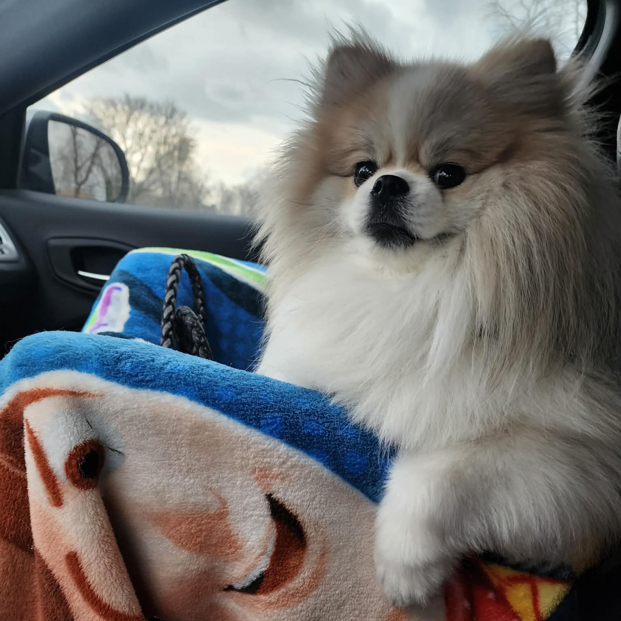 Parti (Gizmo)