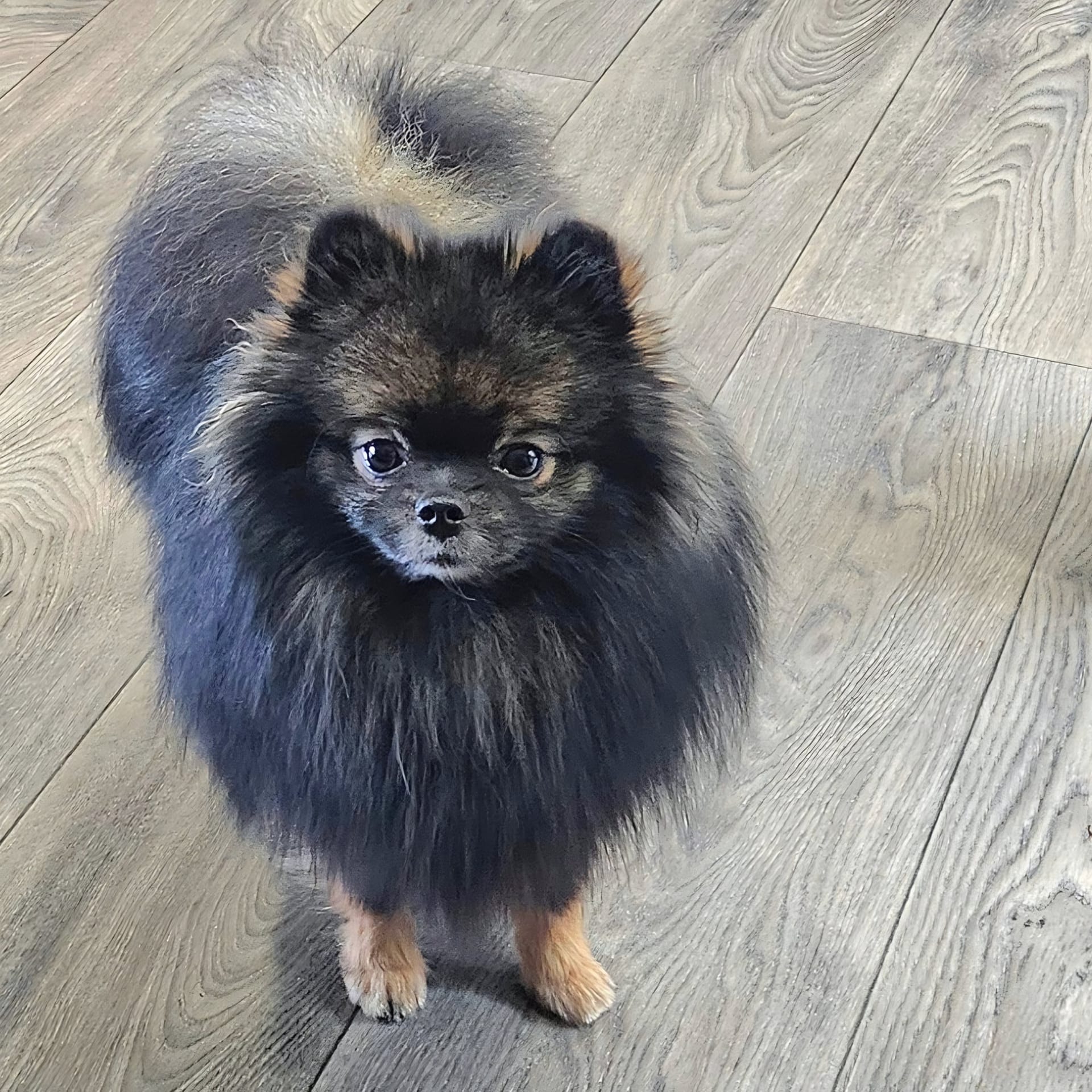 JAXX photo
