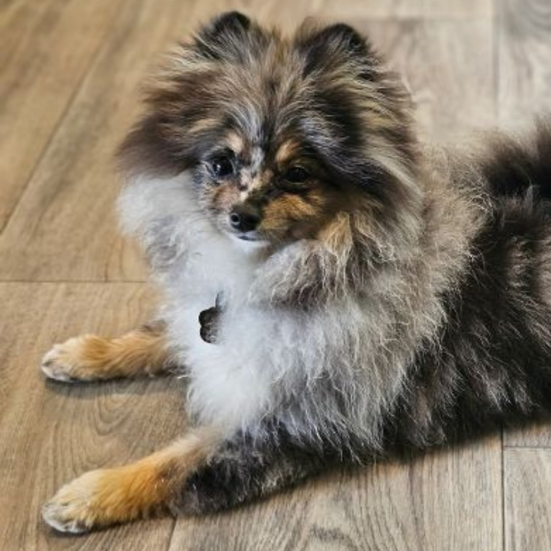 Blue Merle