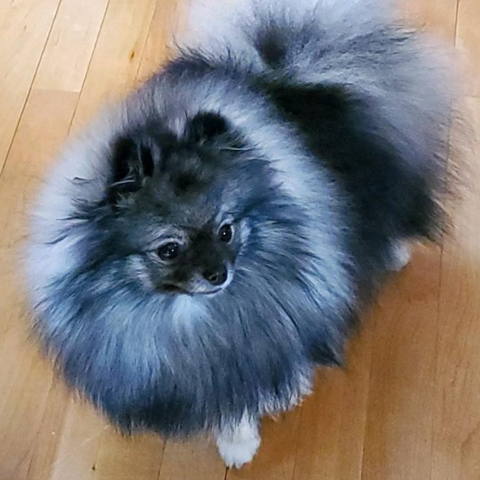 Wolf Sable
