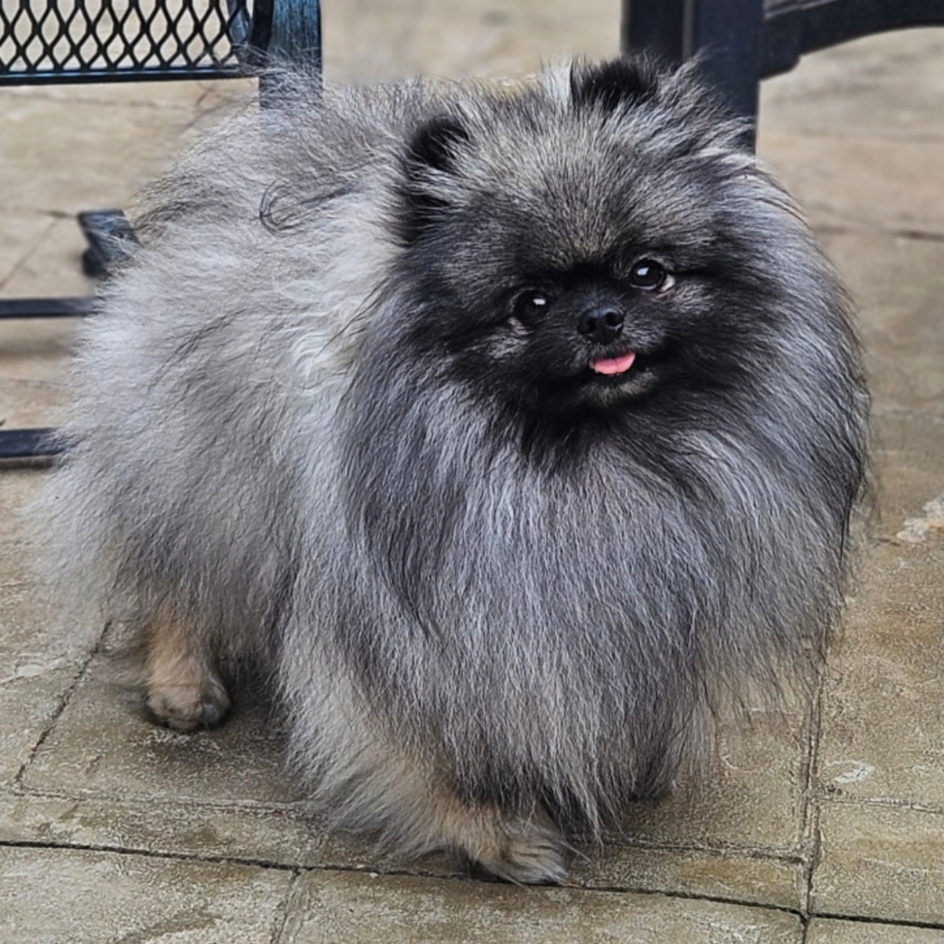 Wolf Sable (Ozzy)
