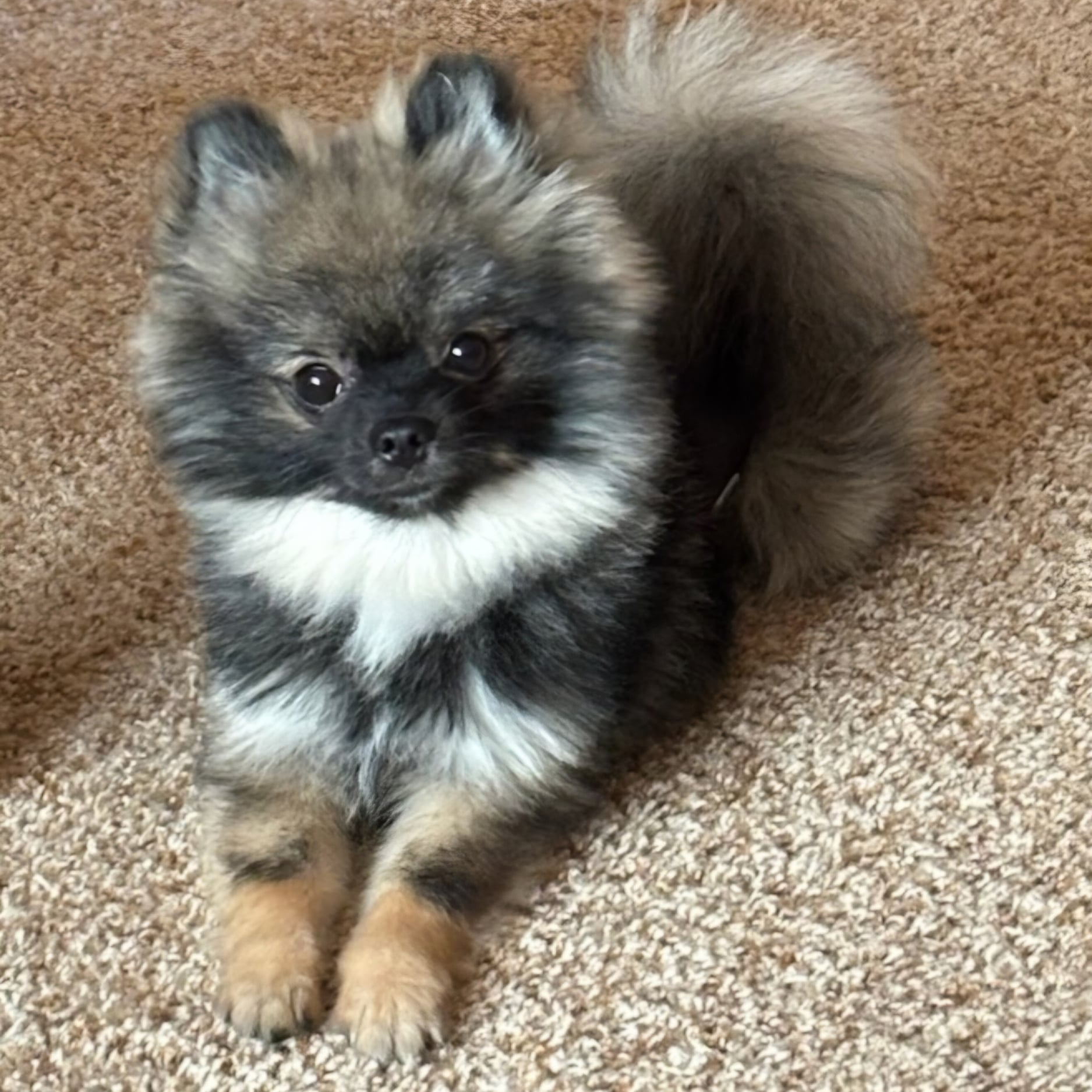 Wolf Sable (Pablo)