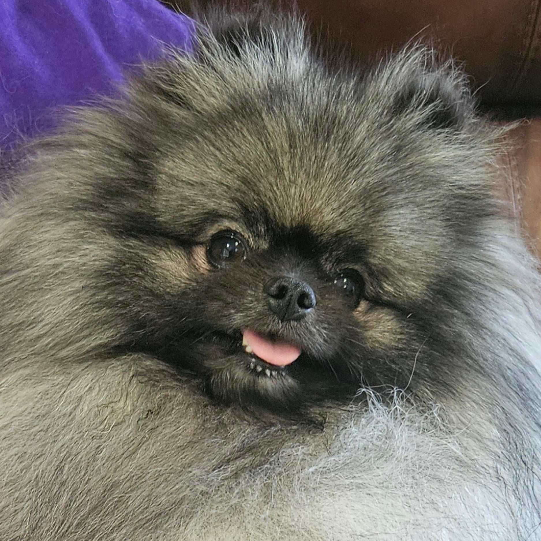 Wolf Sable (Ozzy)