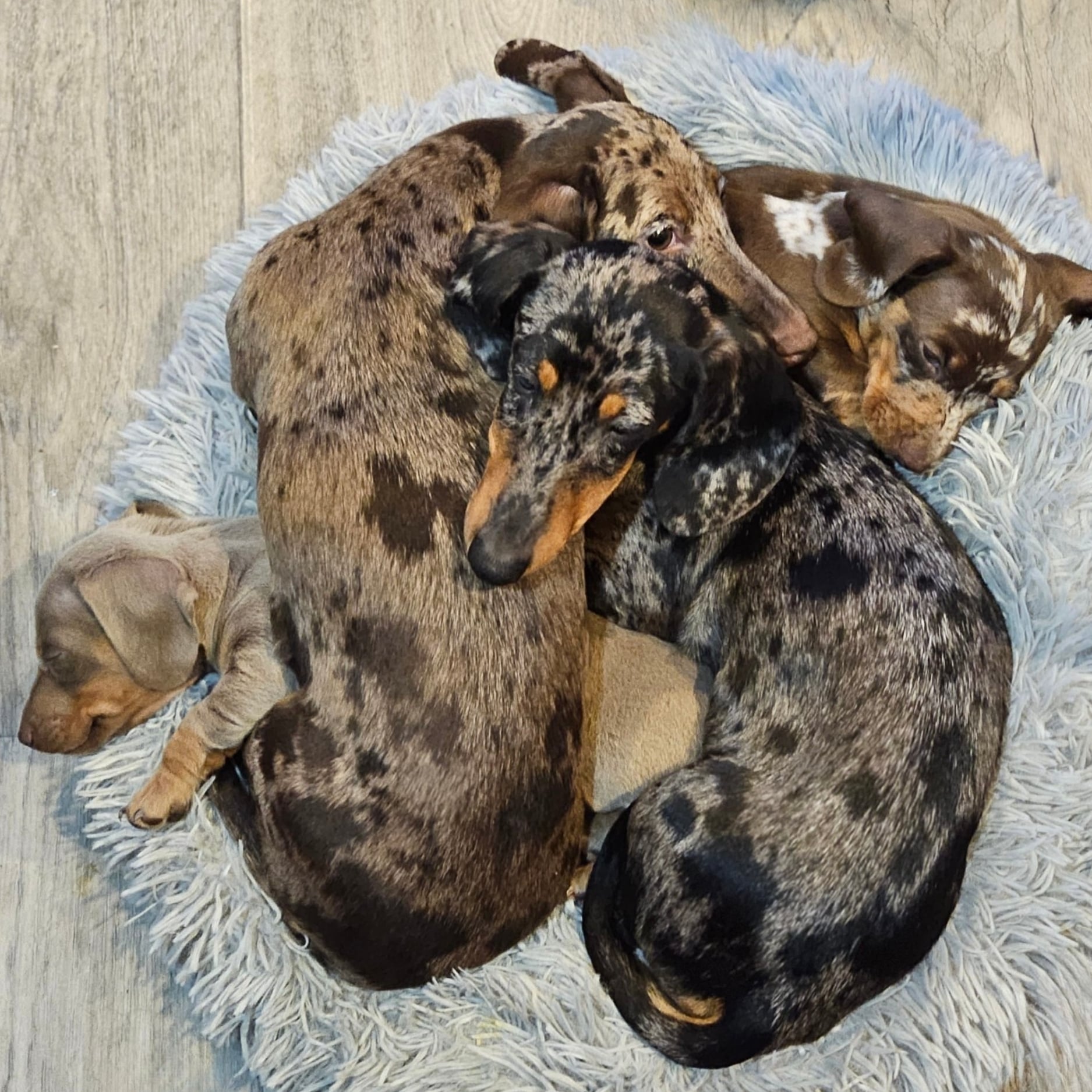 4 Doxies