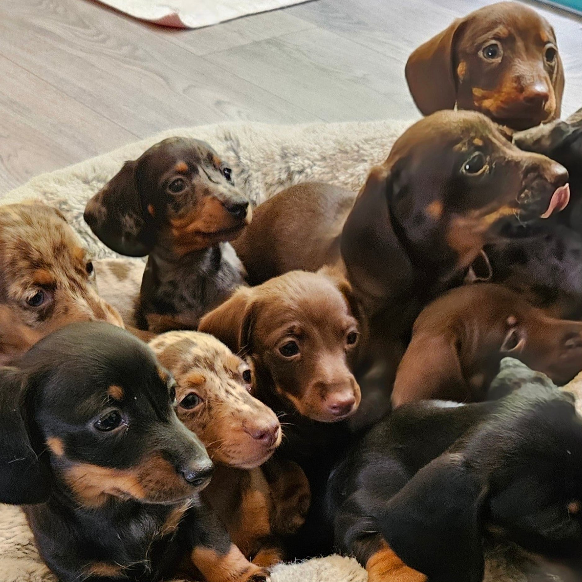 2 Litters of Doxies