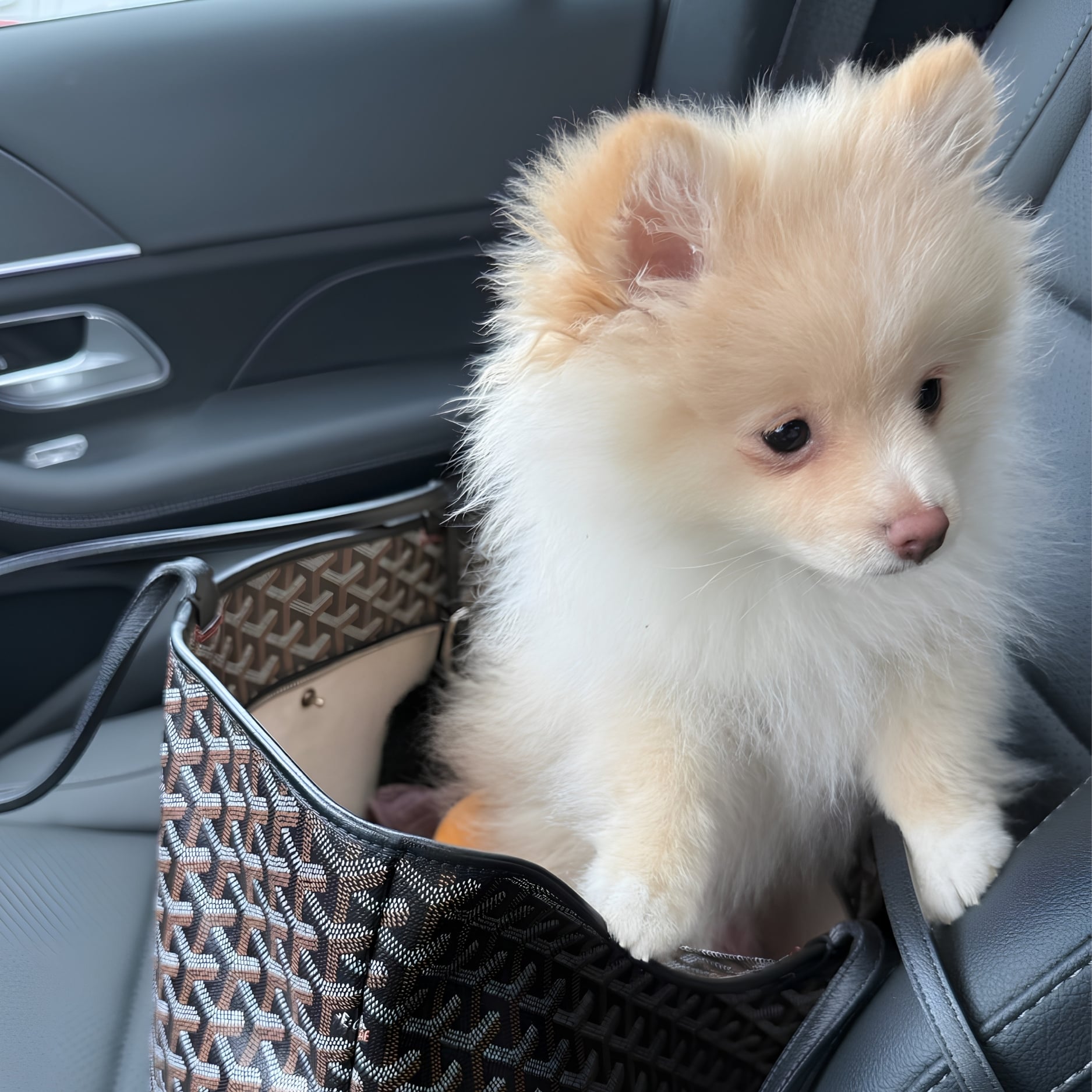 Bear Valley puppy