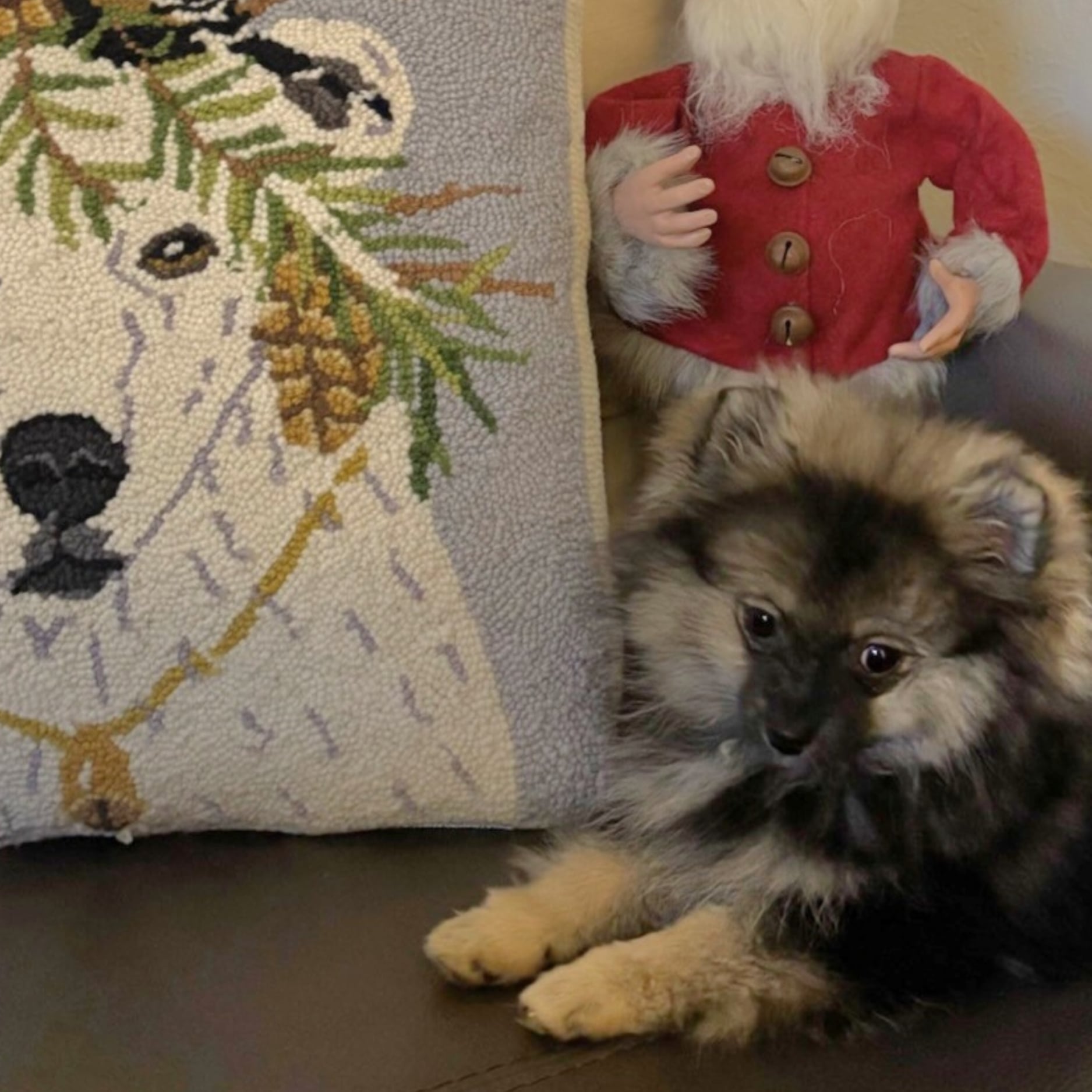 Bear Valley puppy