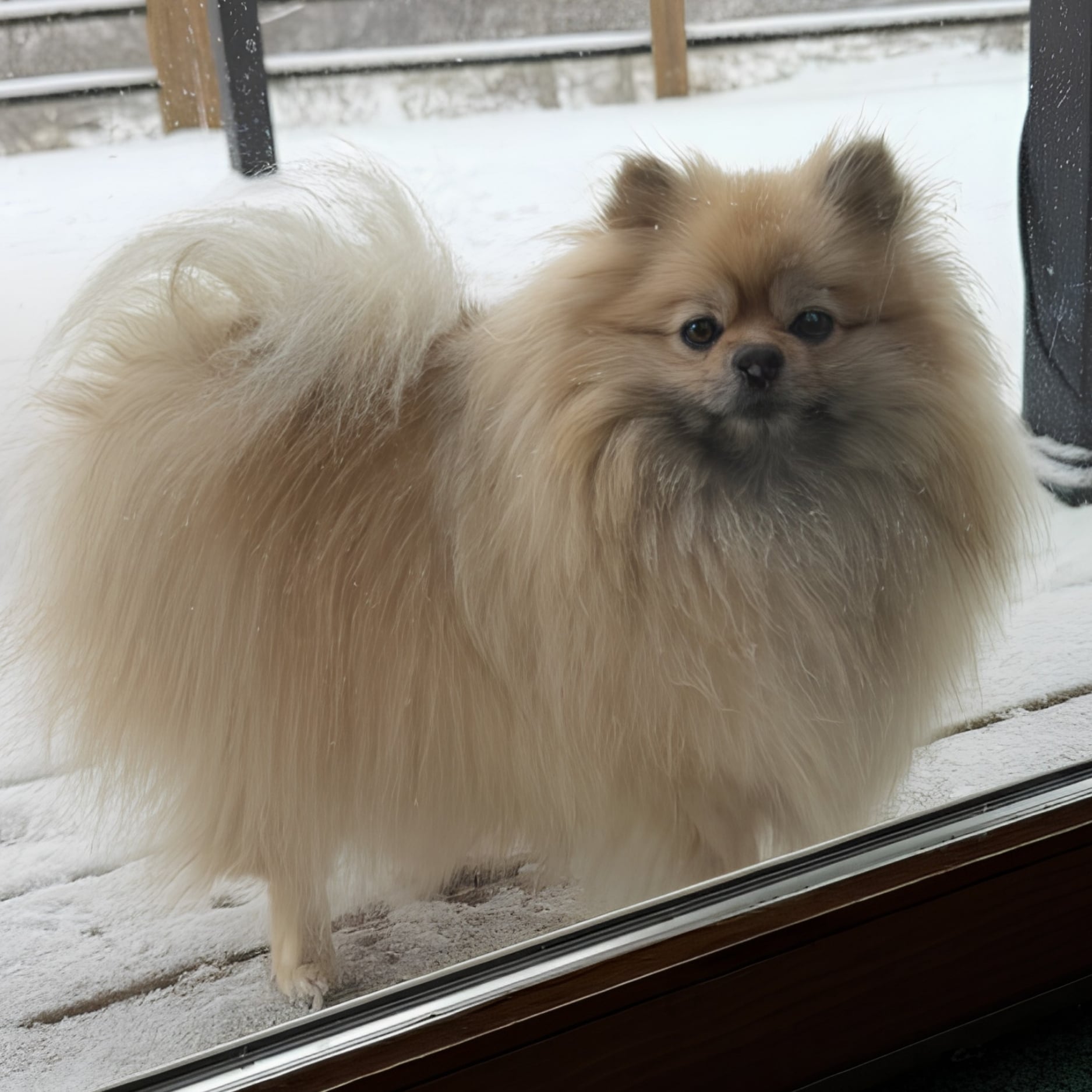 Bear Valley puppy