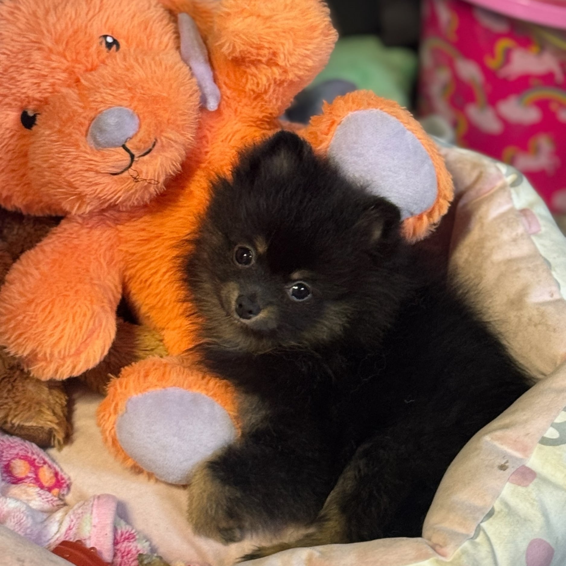 Bear Valley puppy