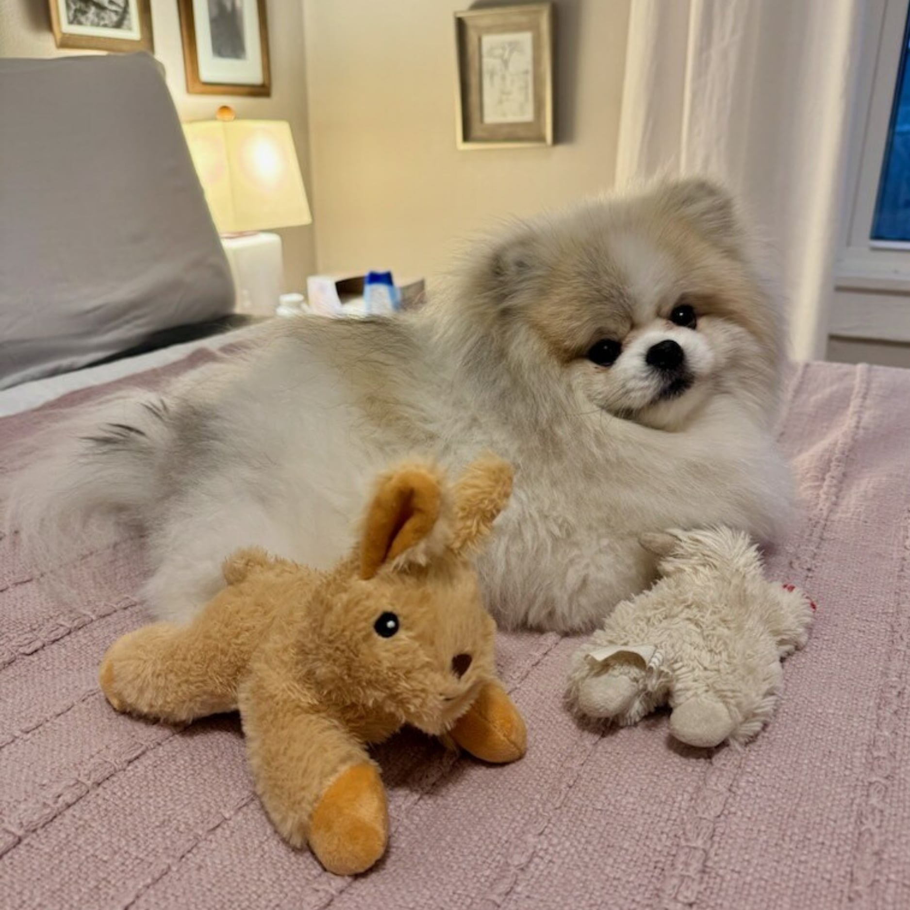 Bear Valley puppy